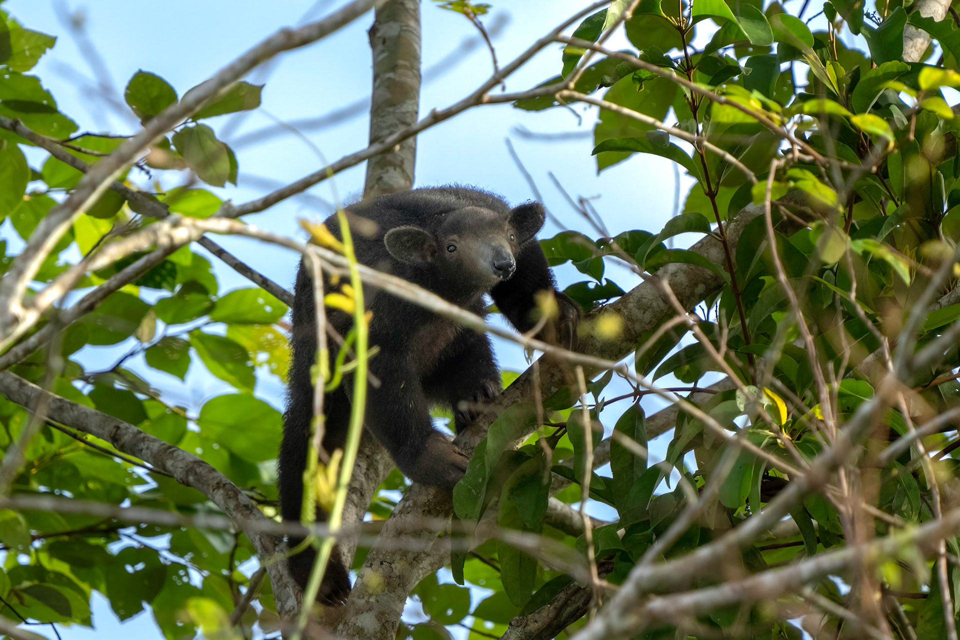 Anteater