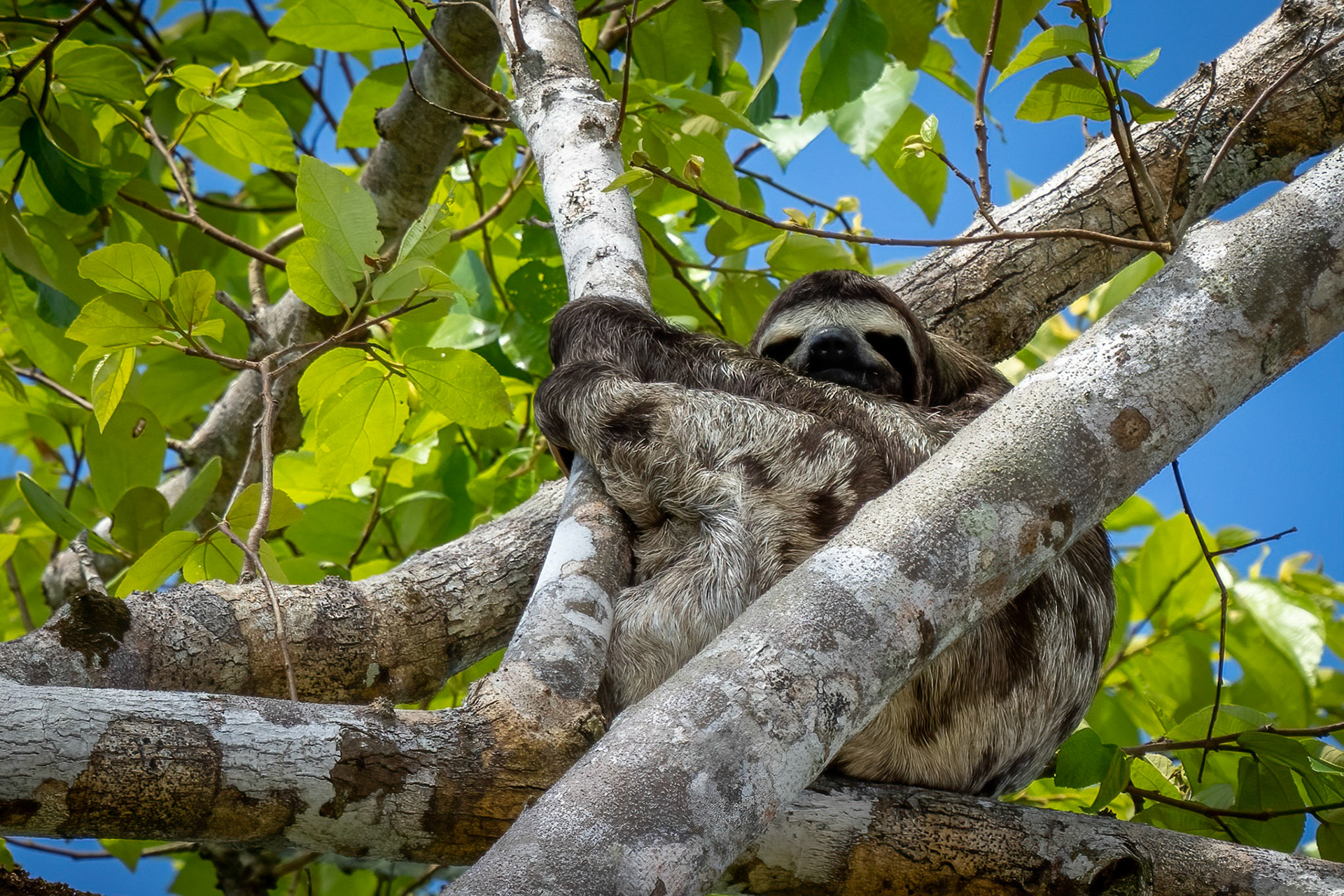 Three Toed Sloth