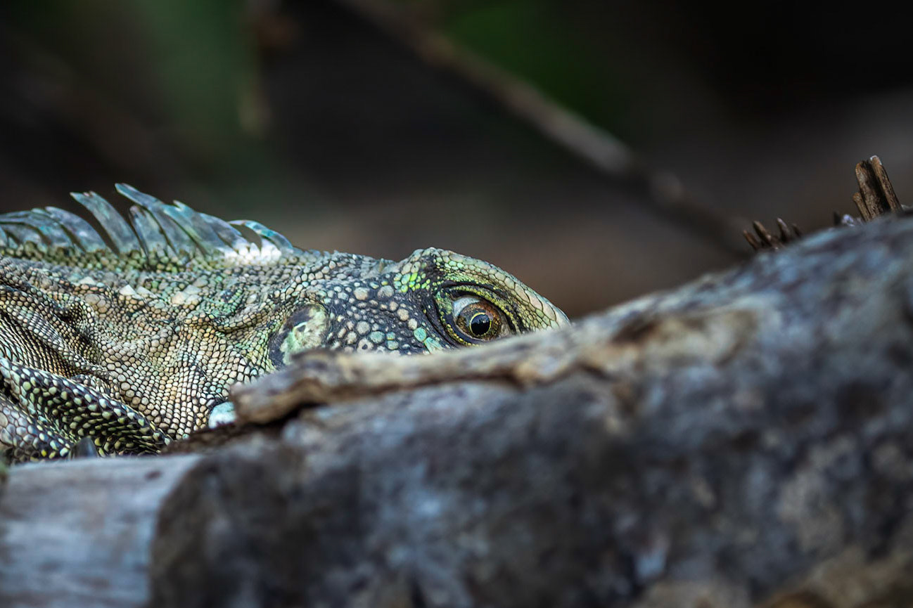 Iguana 