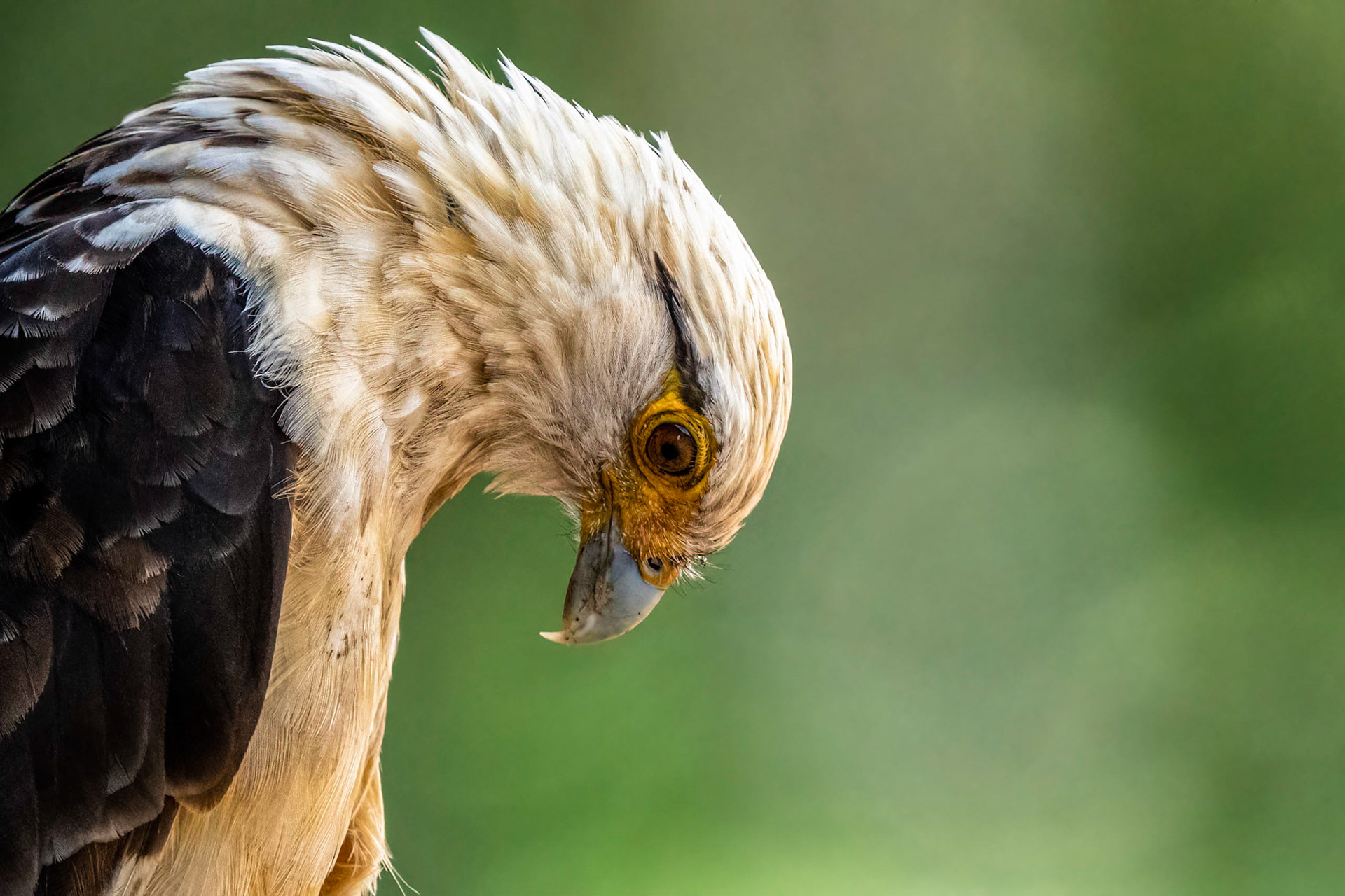 Yellow-headed Caracara