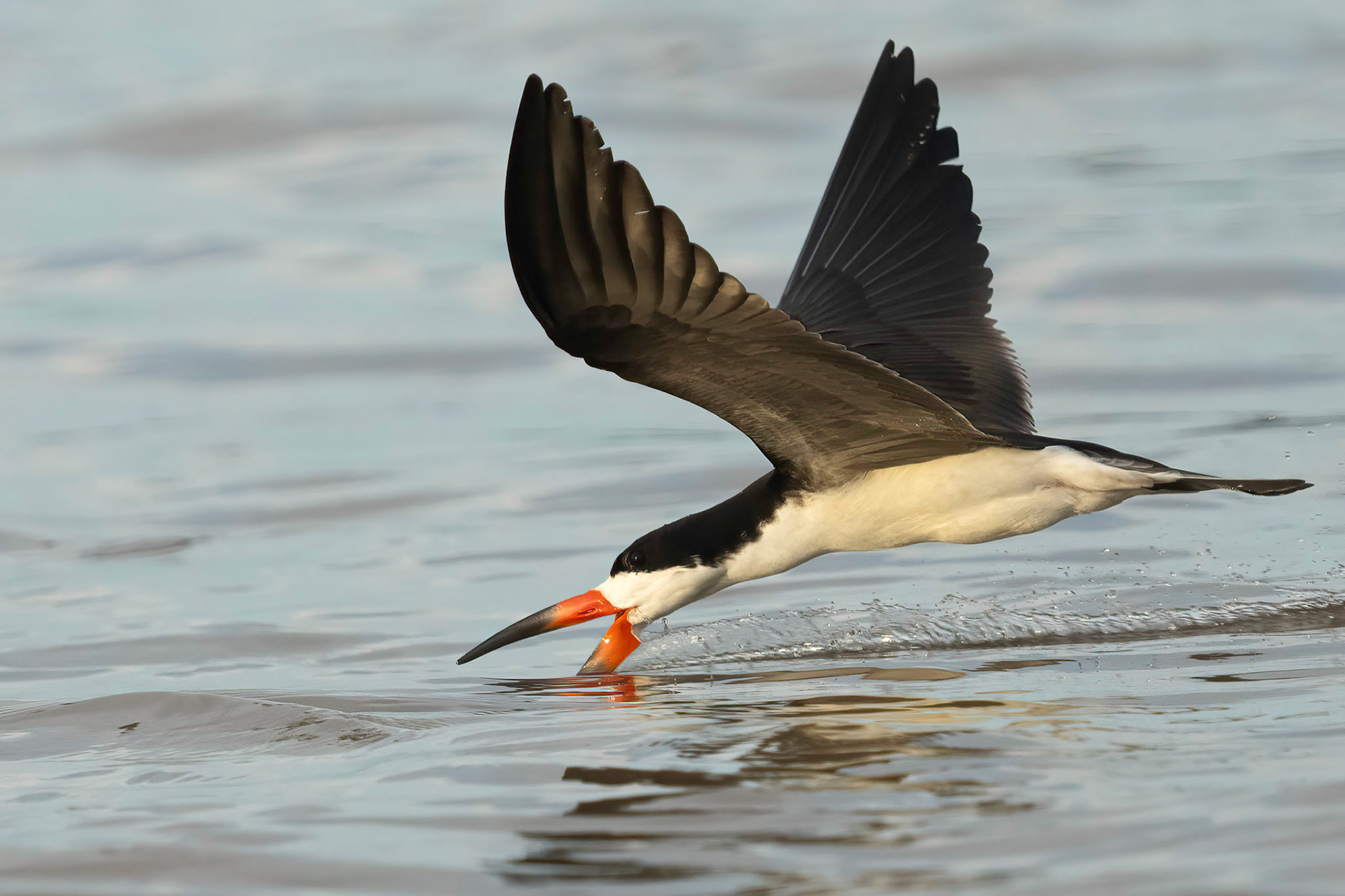 Skimmer