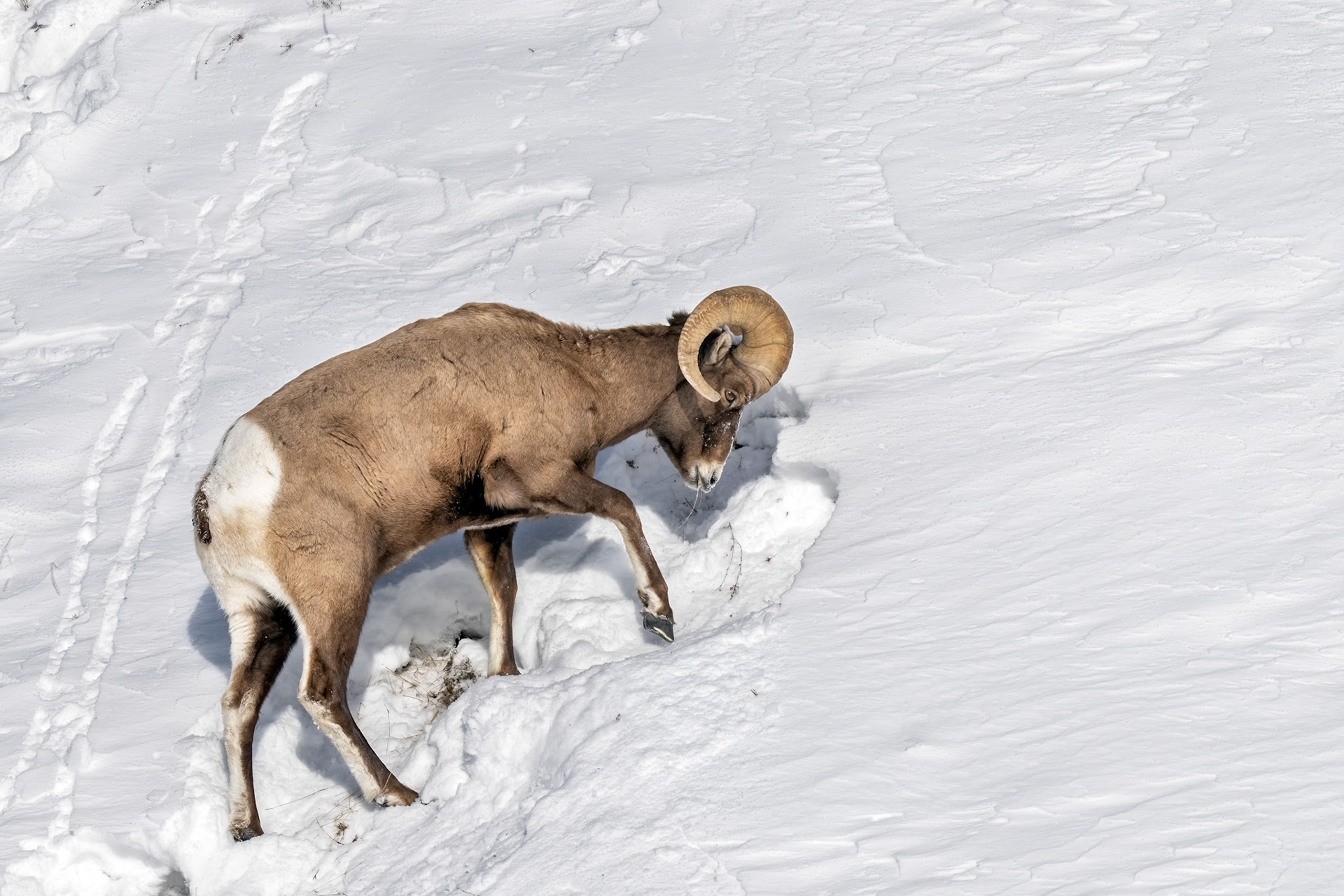 Big Horn Sheep Ram