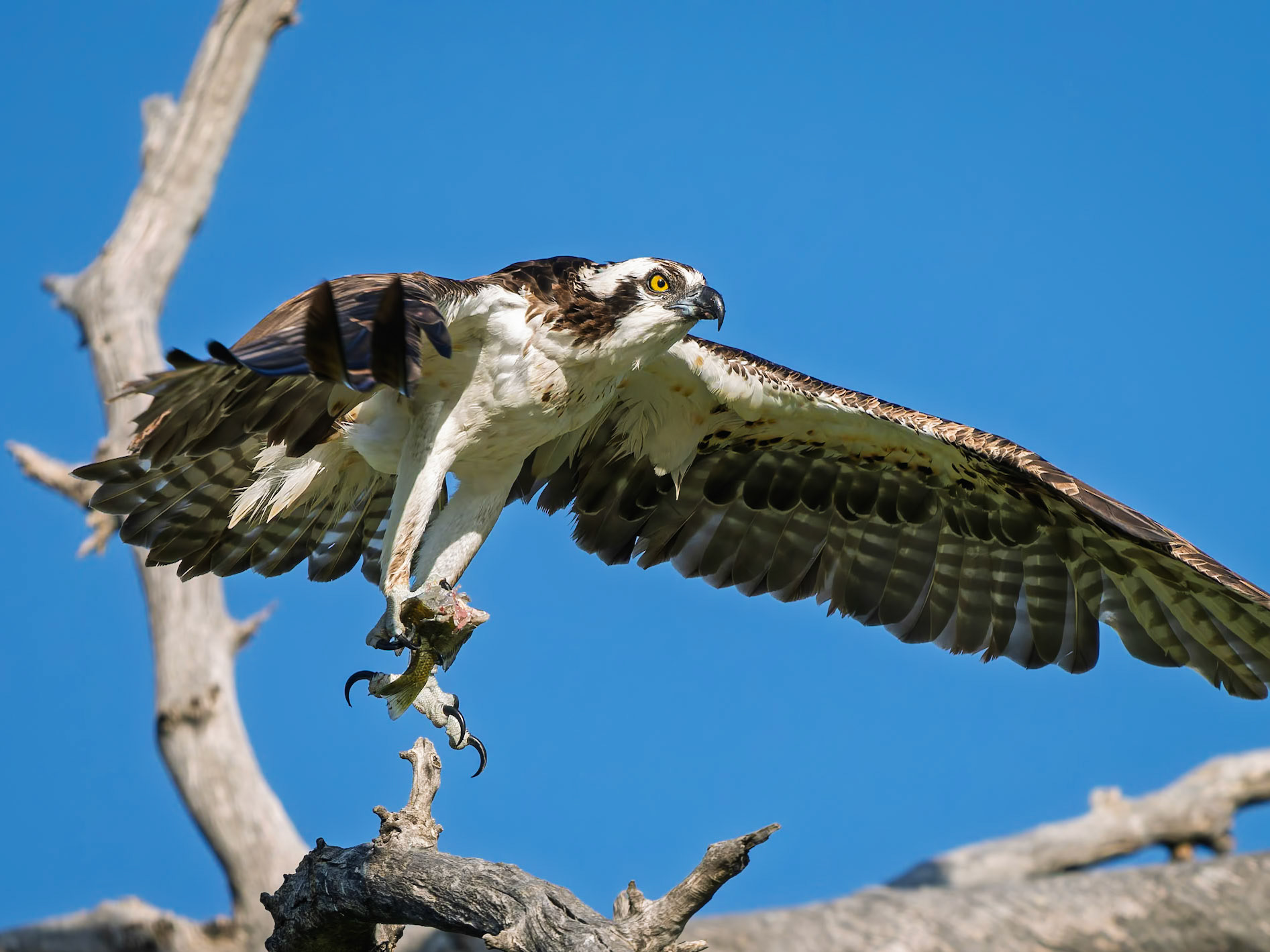 Osprey