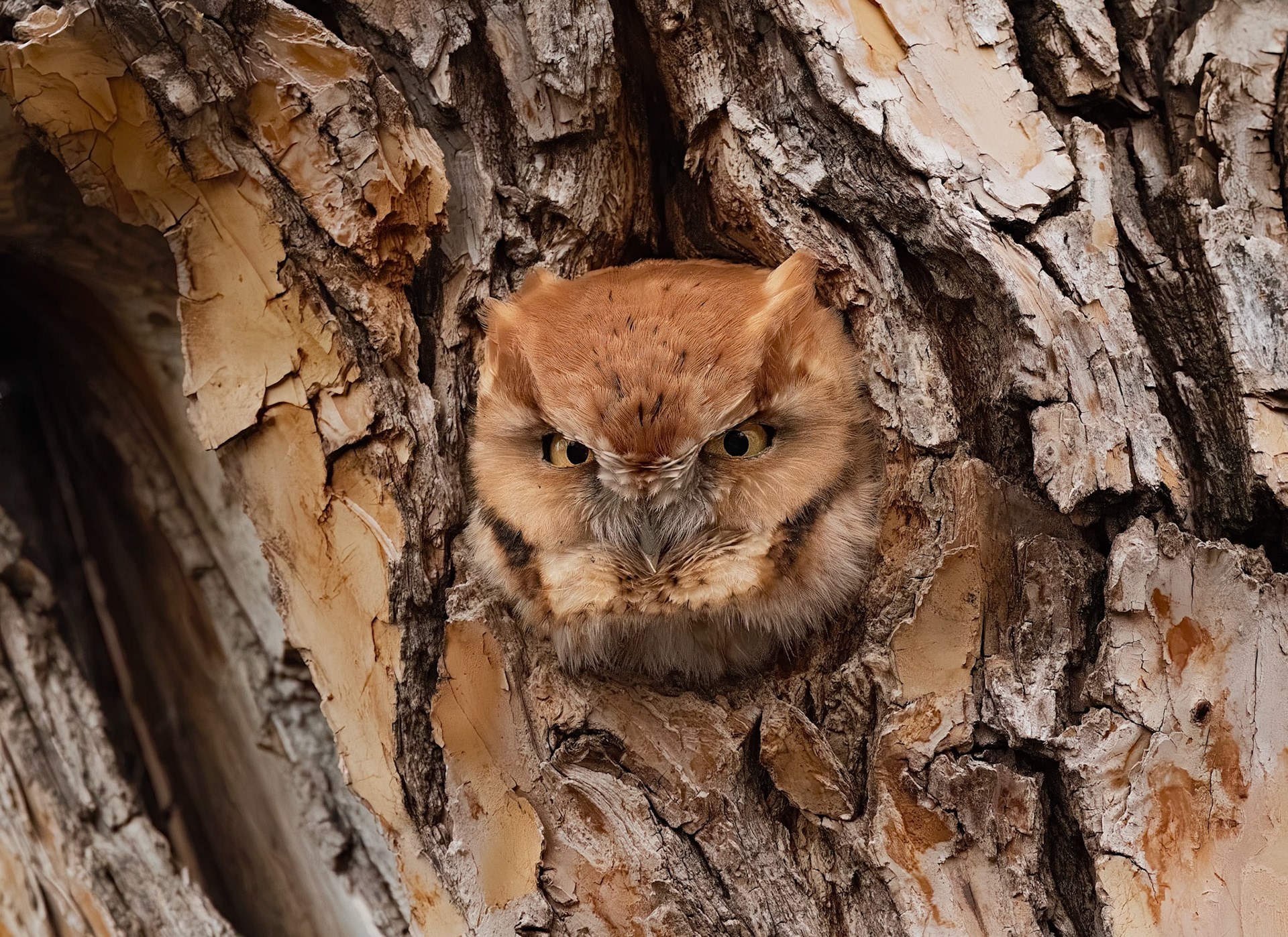 Eastern Rufus Screech Owl