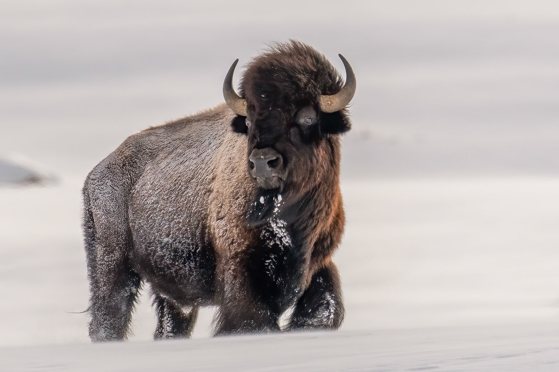 Bison