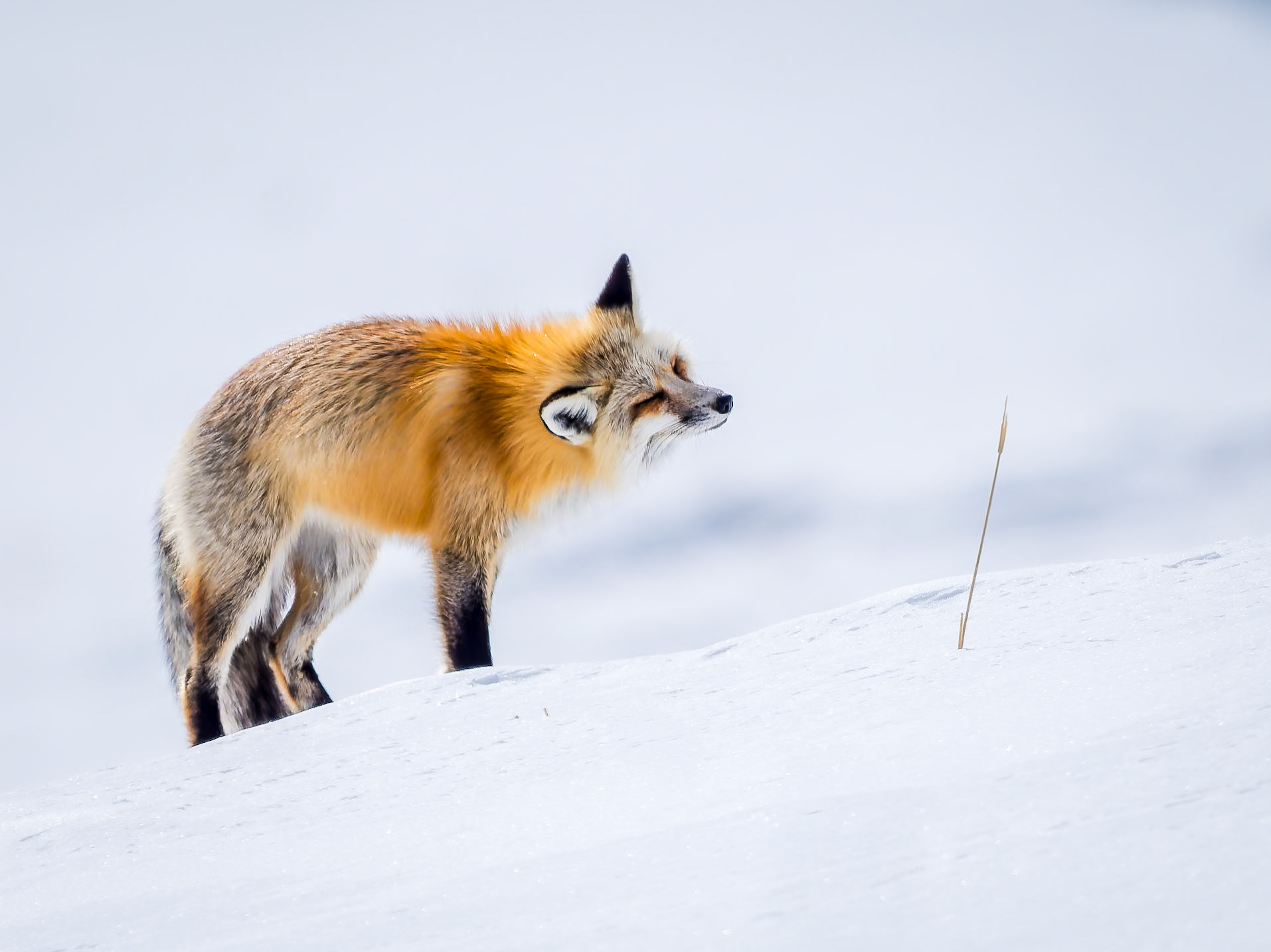 Fox Yellowstone National Park