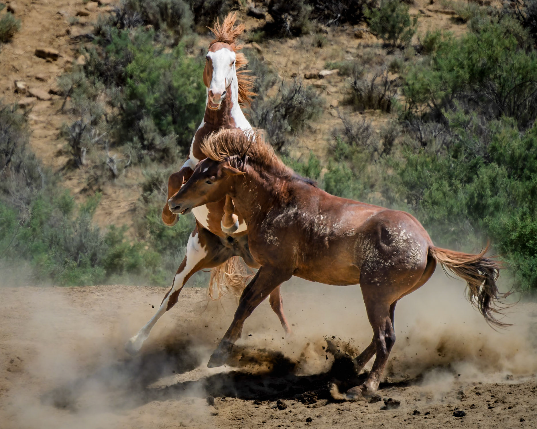 Wild Horses Sandwash Basin