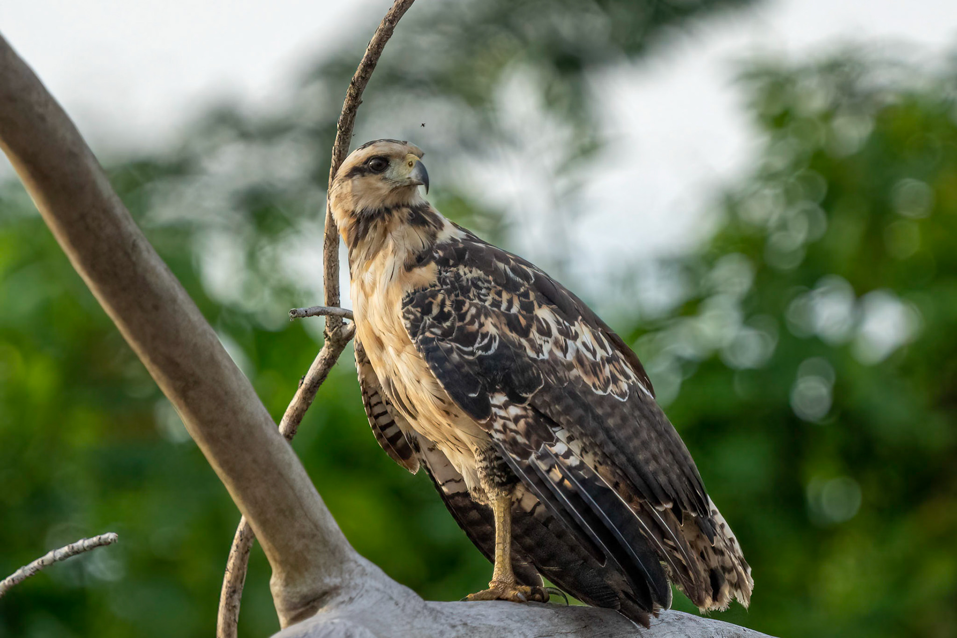 Juvenile Great Black Hawk