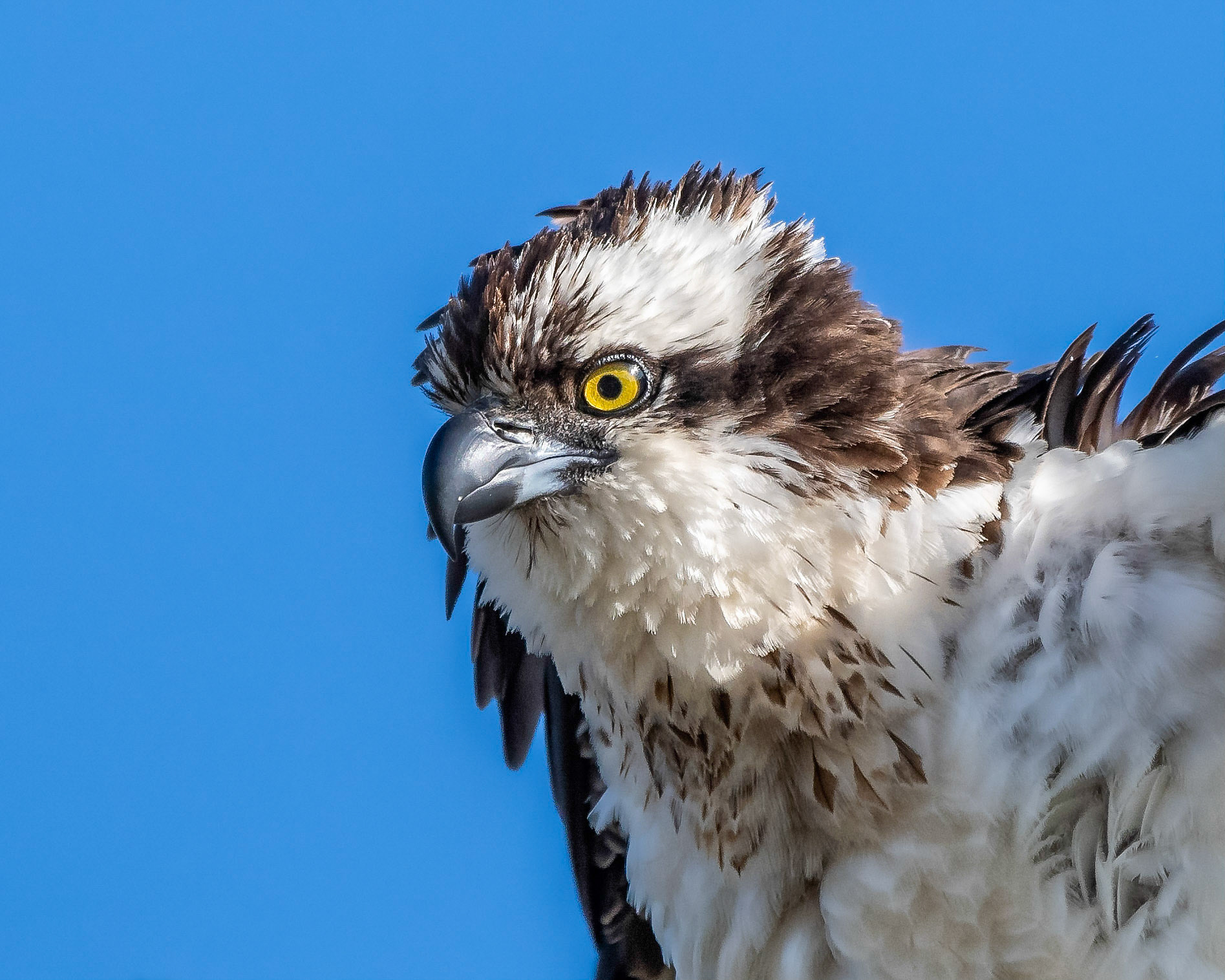 osprey  #osprey #bird #colorado