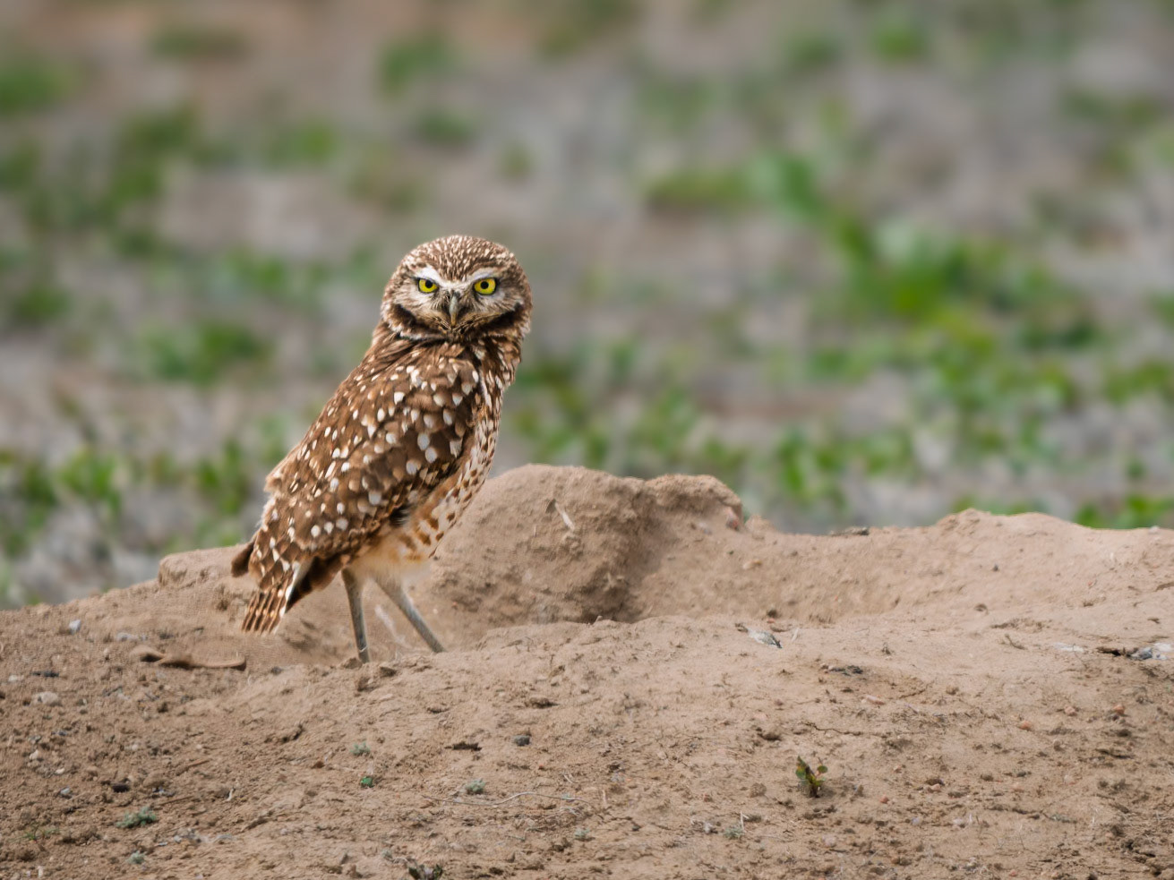 Burrowing Owl