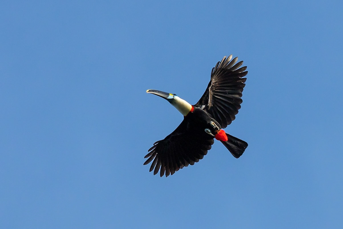 Toucan