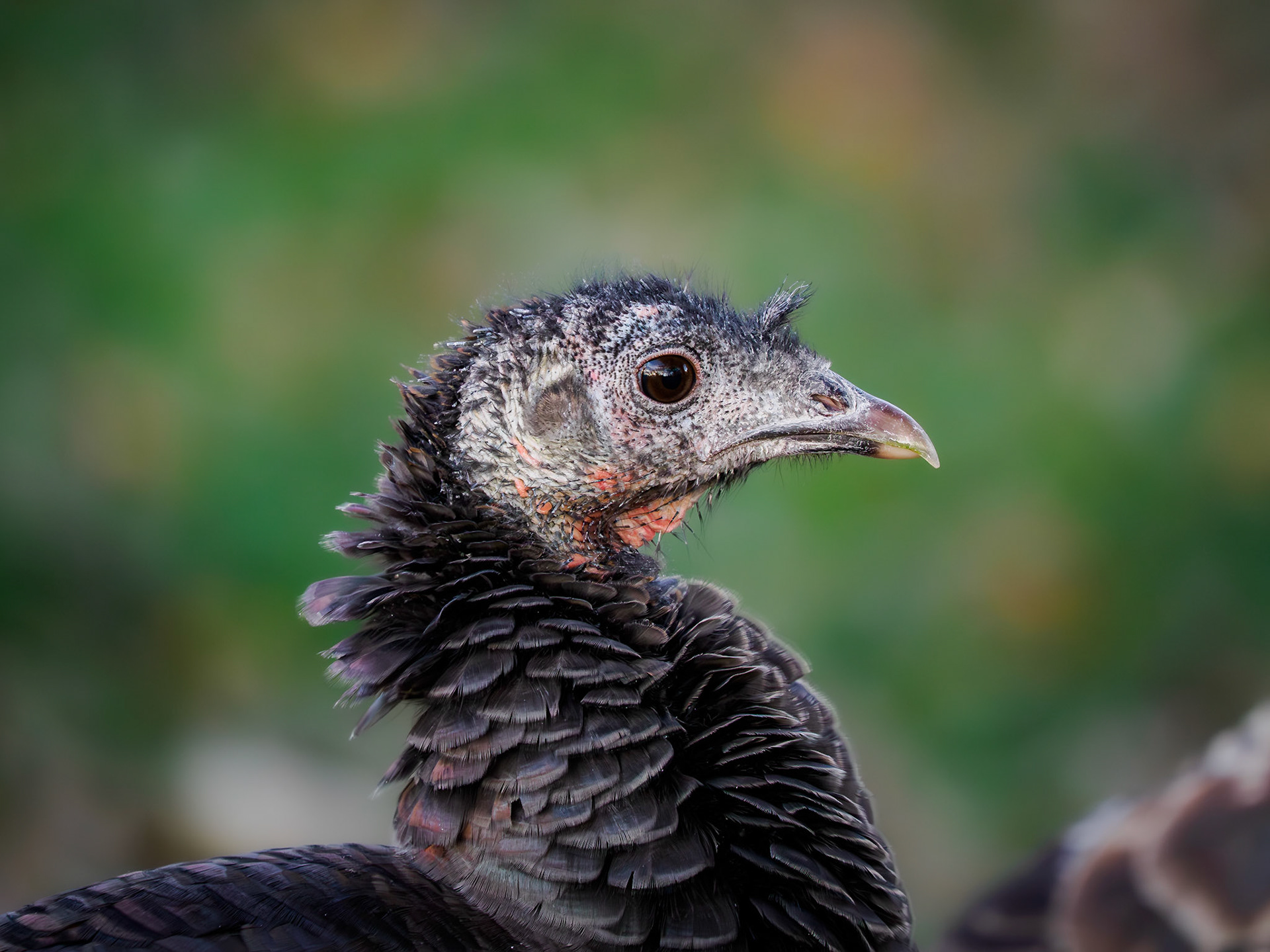 Turkey