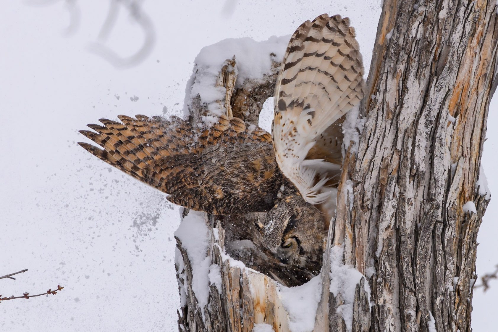 Great Horned Owl