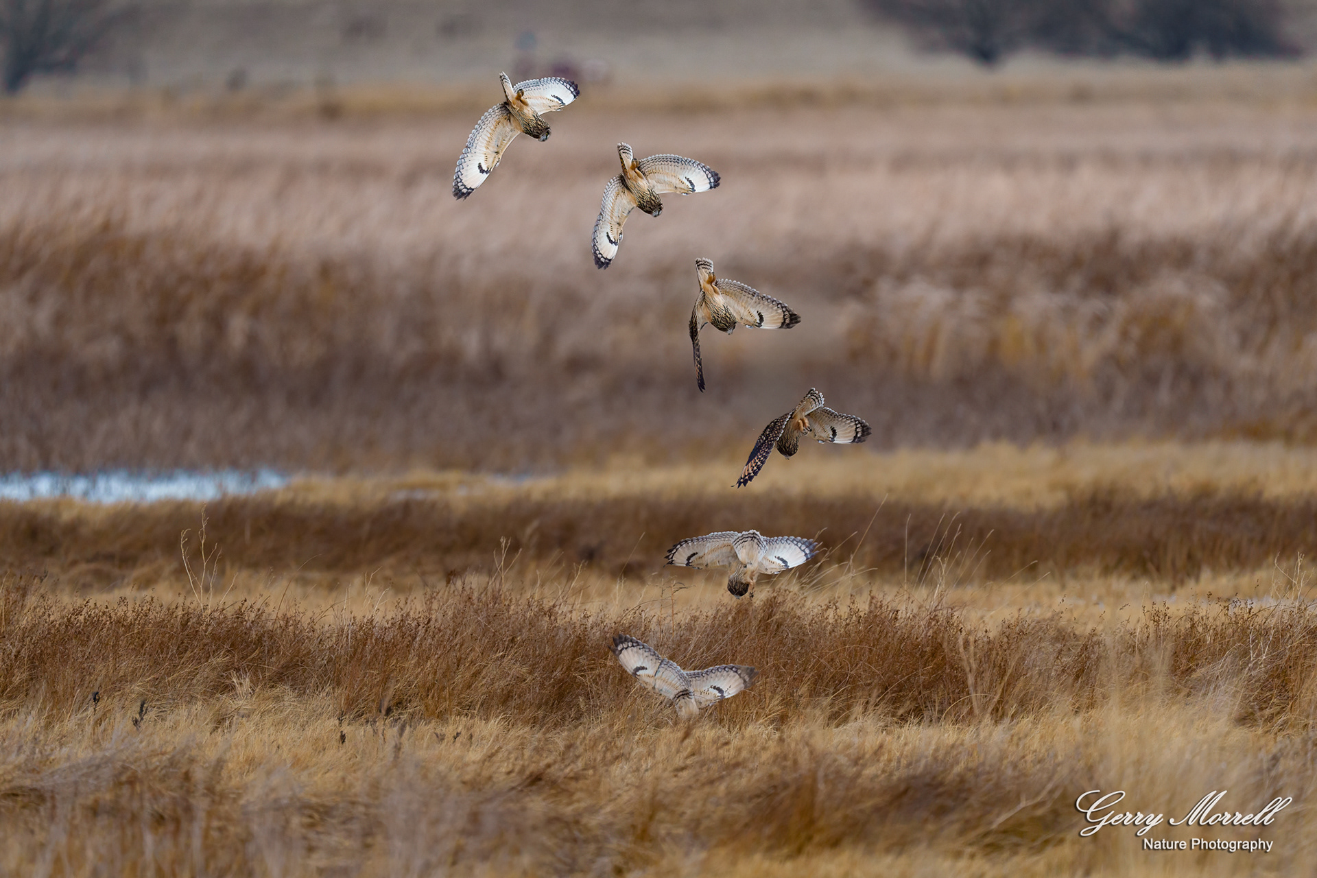 Short Eared Owl  Diving