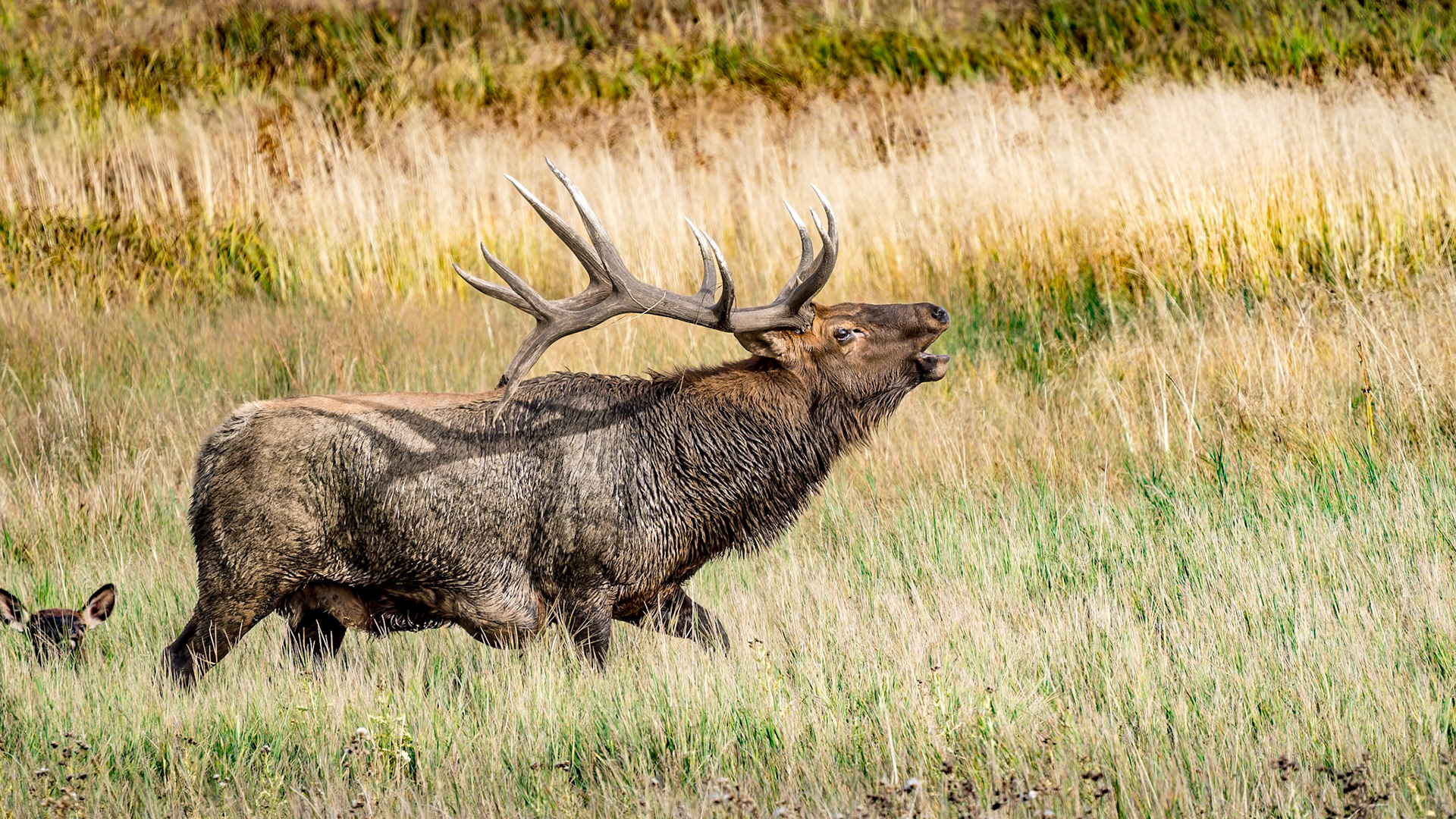 Bull Elk 