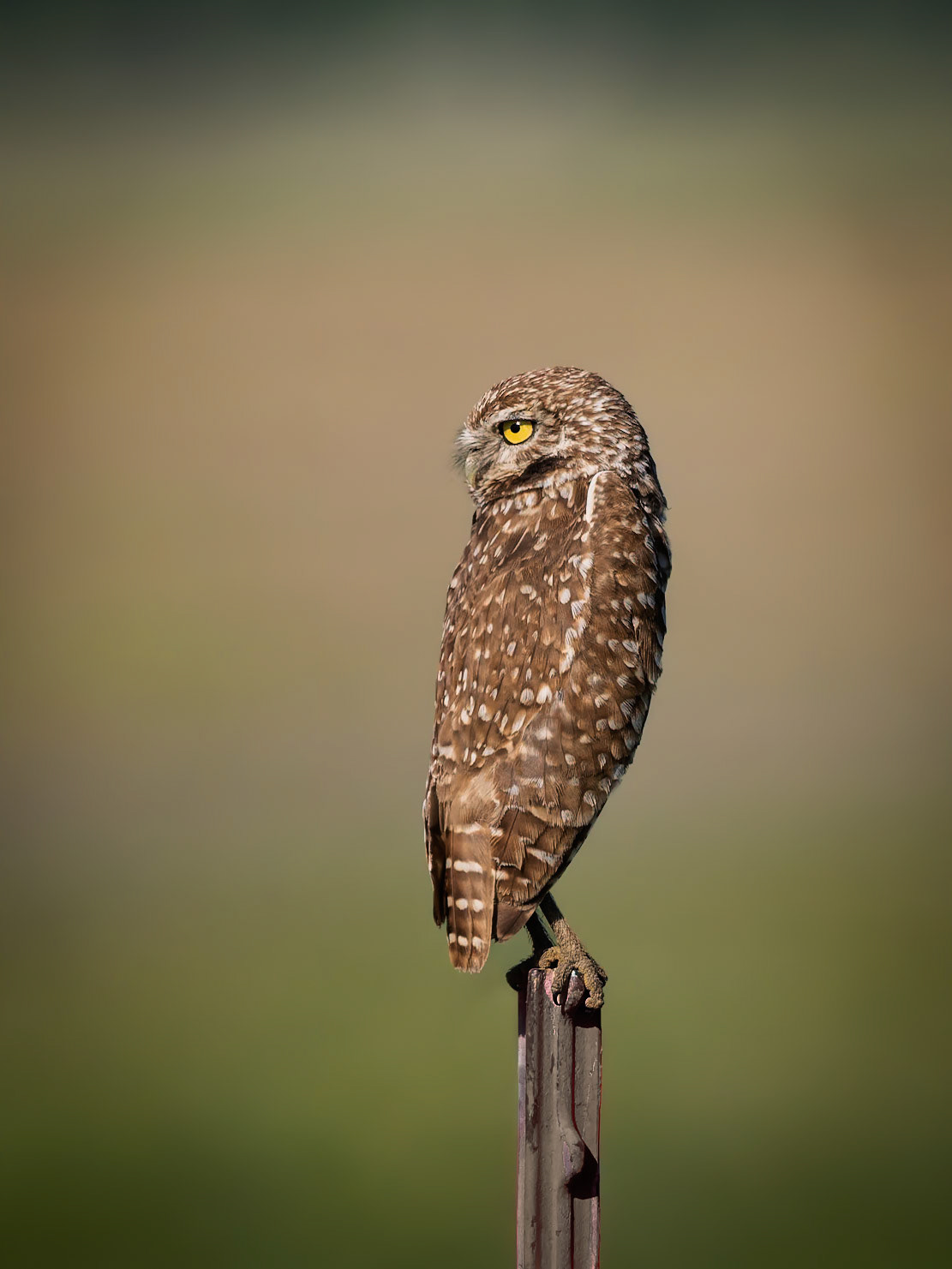 Burrowing Owl