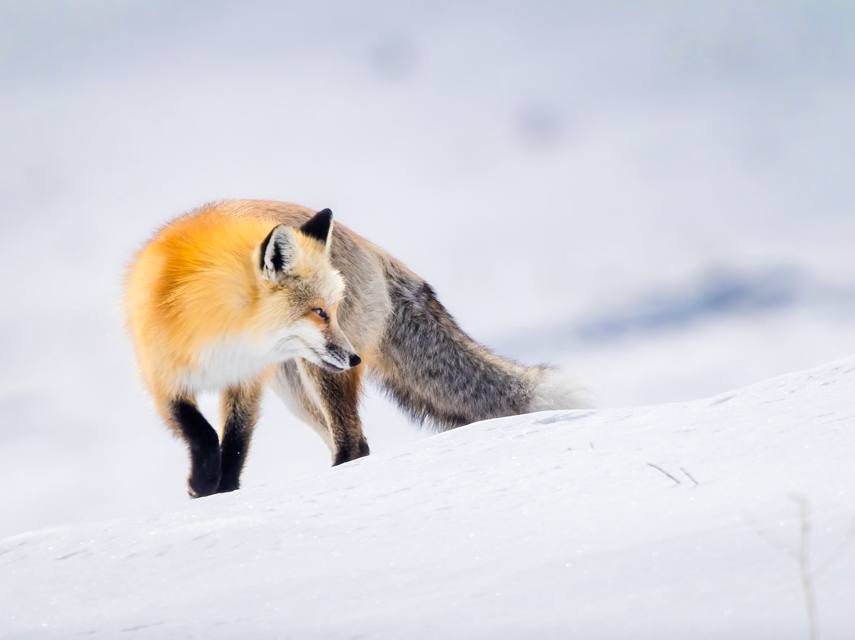 Fox