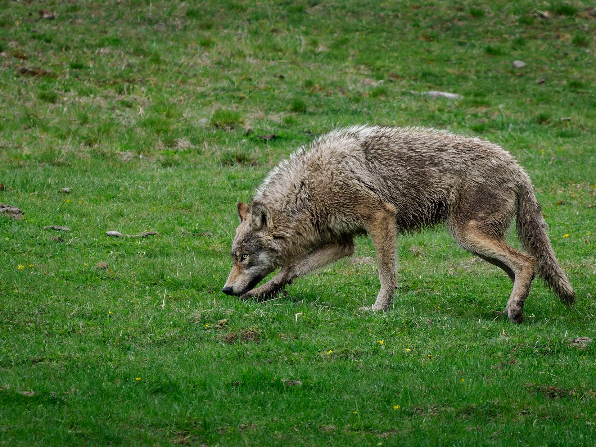Wolf Yellowstone National Park