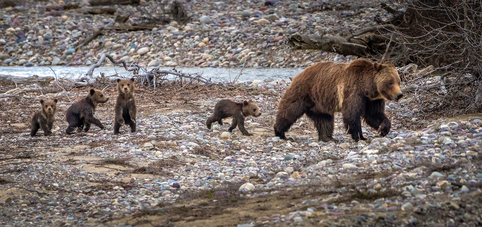Grizzly Bear 399 and her four cubs