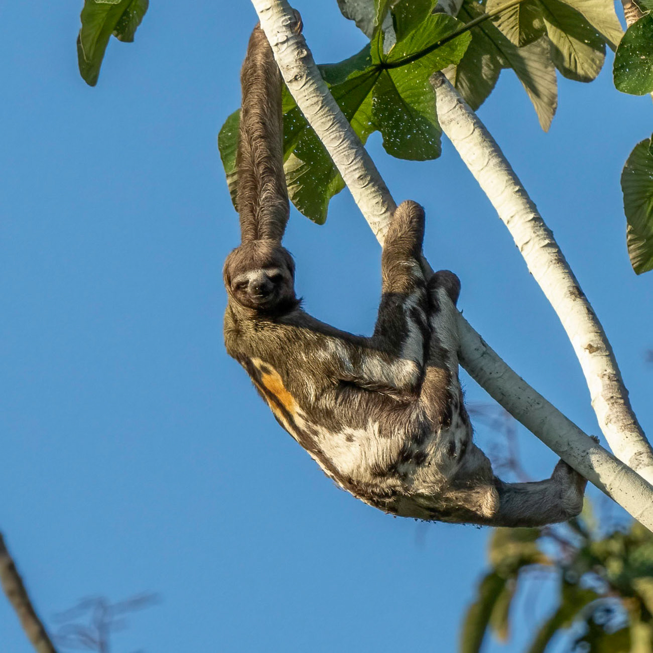 Three Toed Sloth