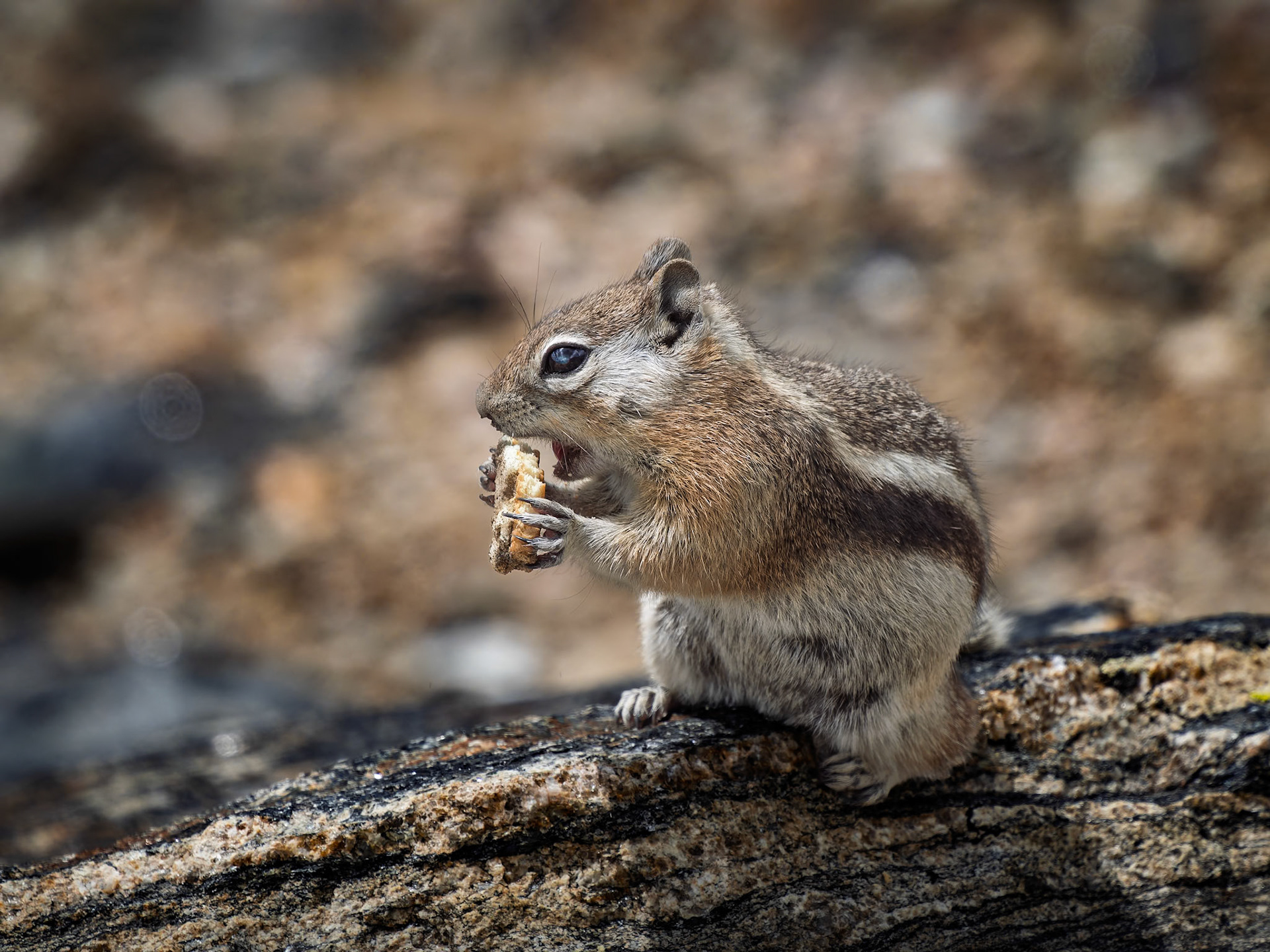 Chipmonk