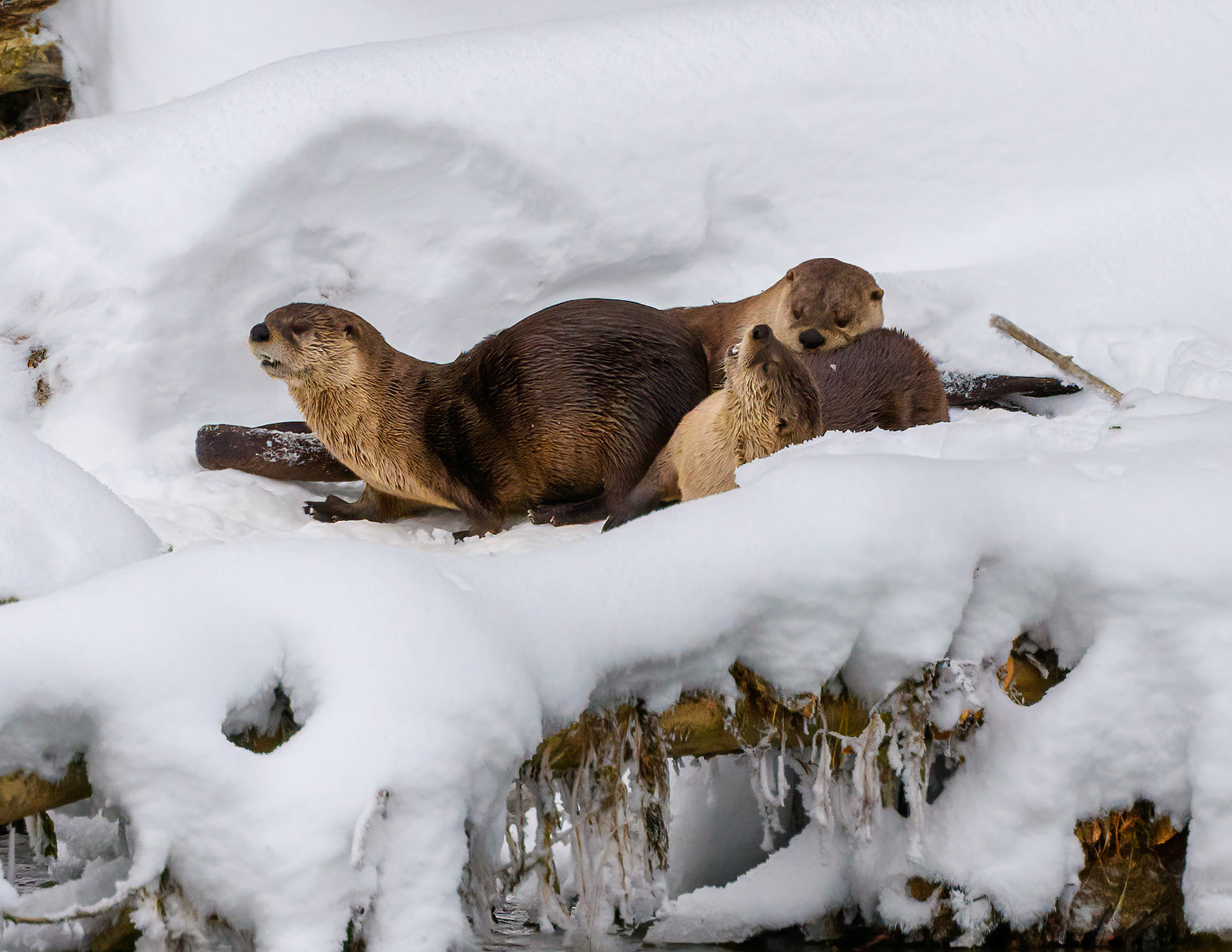Otters having fun near Oxbow bend