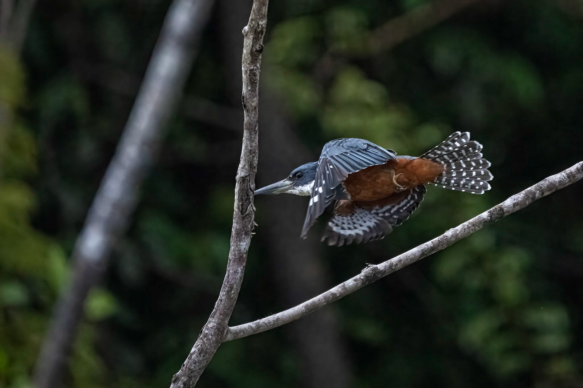 Amazon Kingfisher