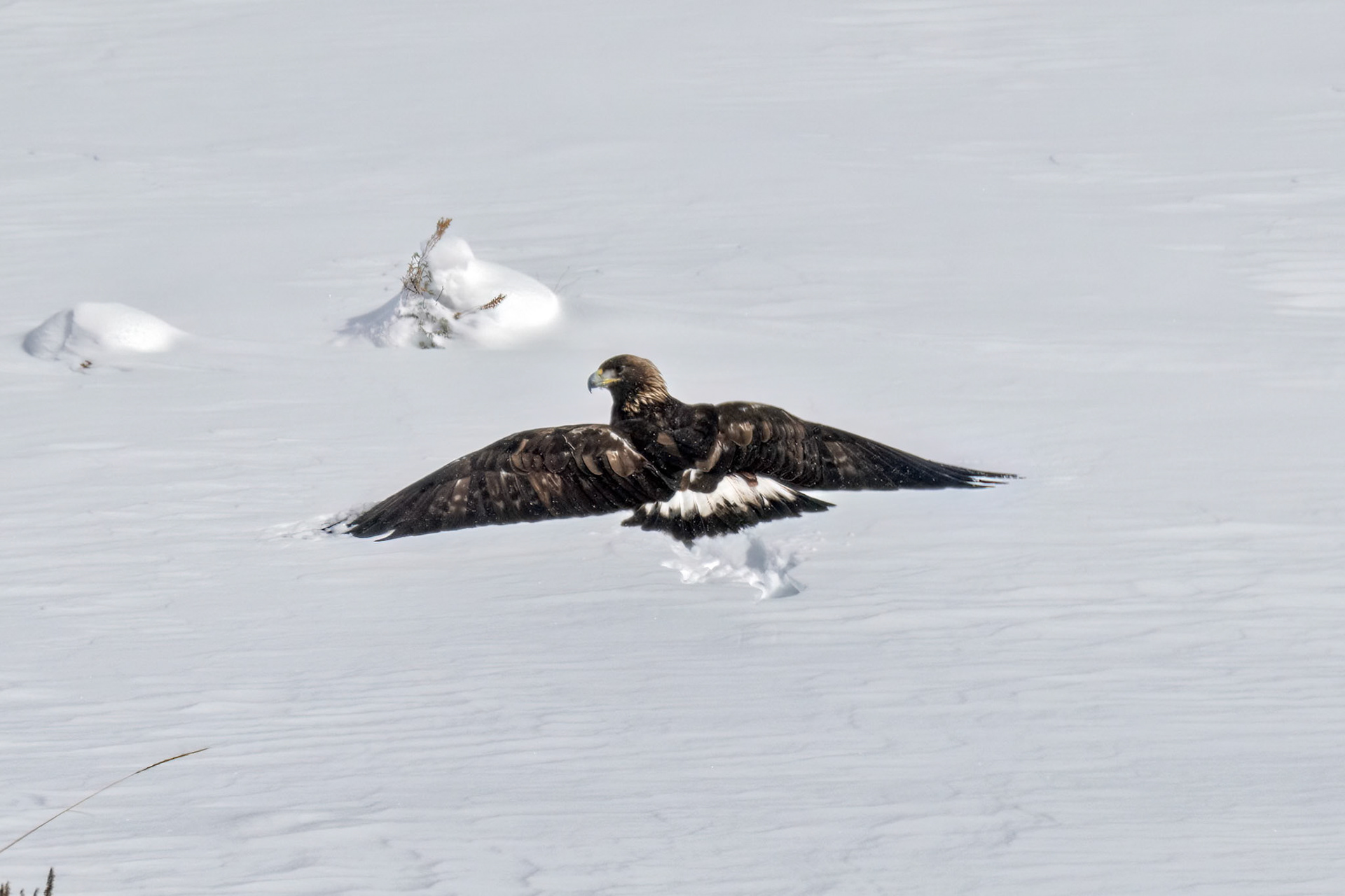 Golden Eagle