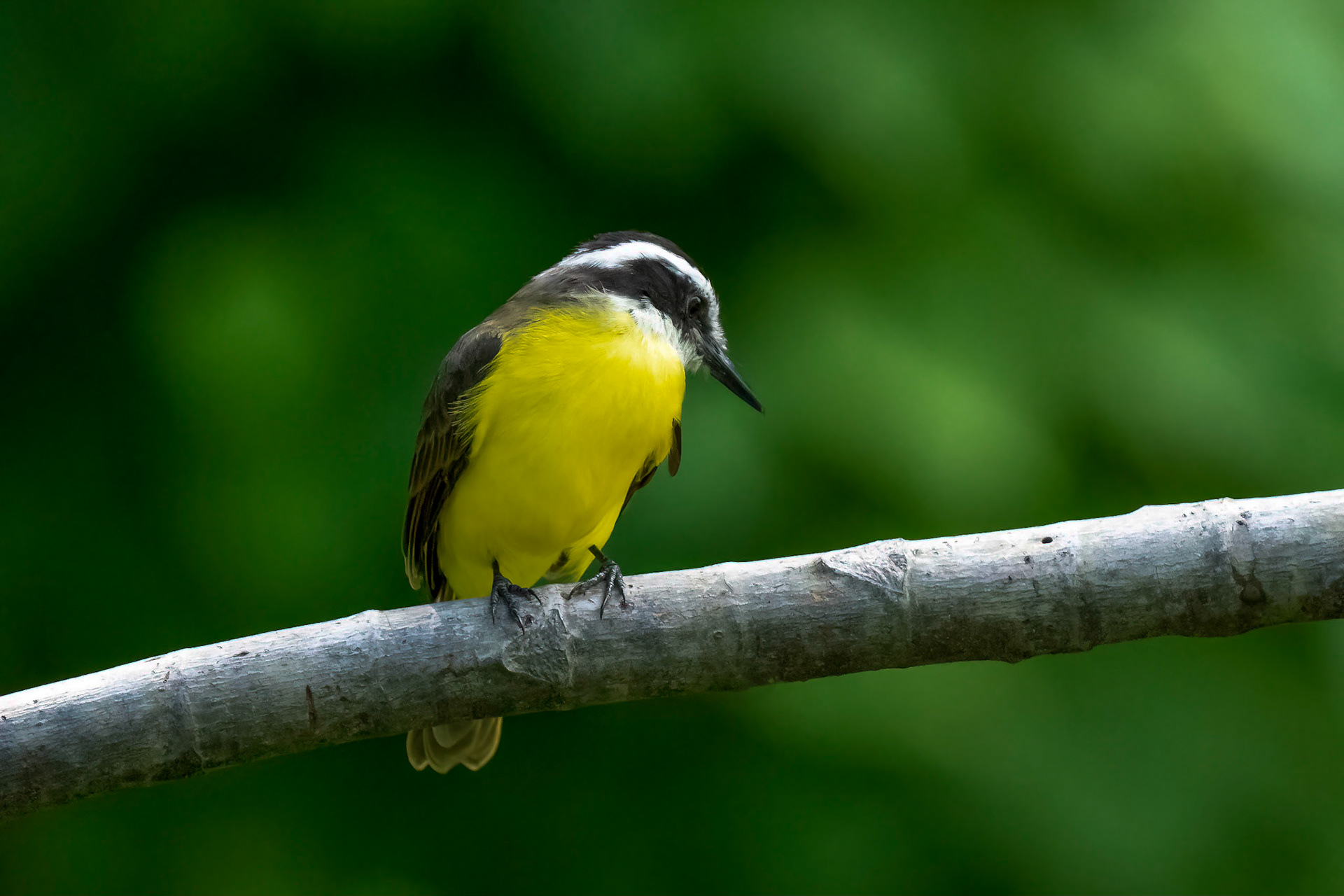 Social Flycatcher