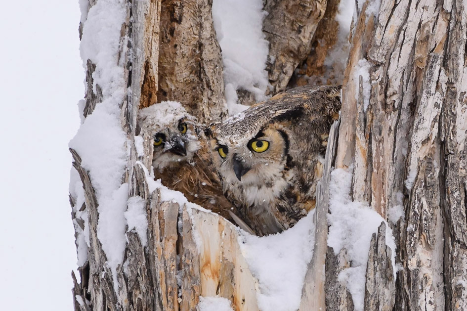 Great Horned Owl