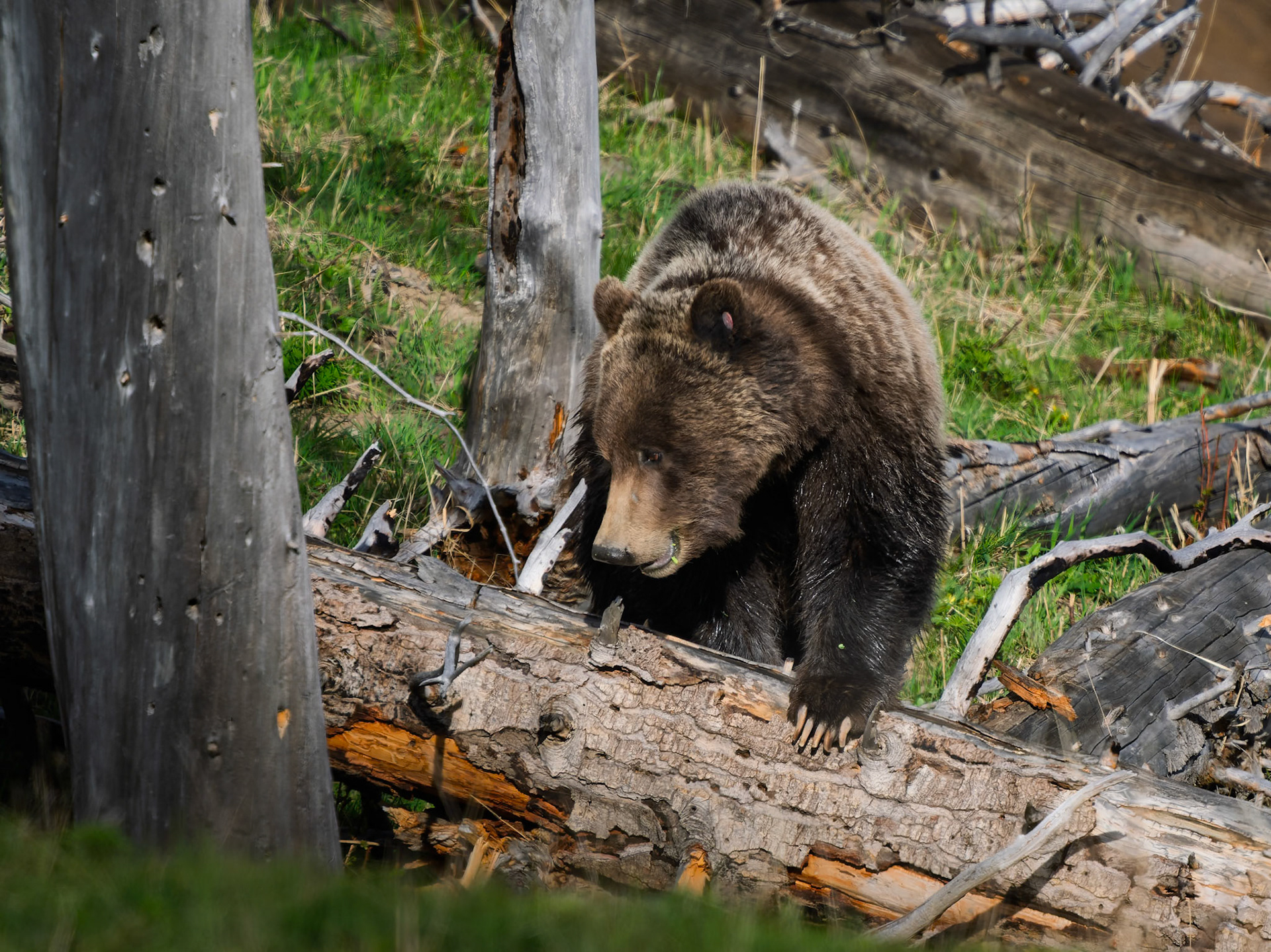 Grizzly Bear Yellowstone National Park