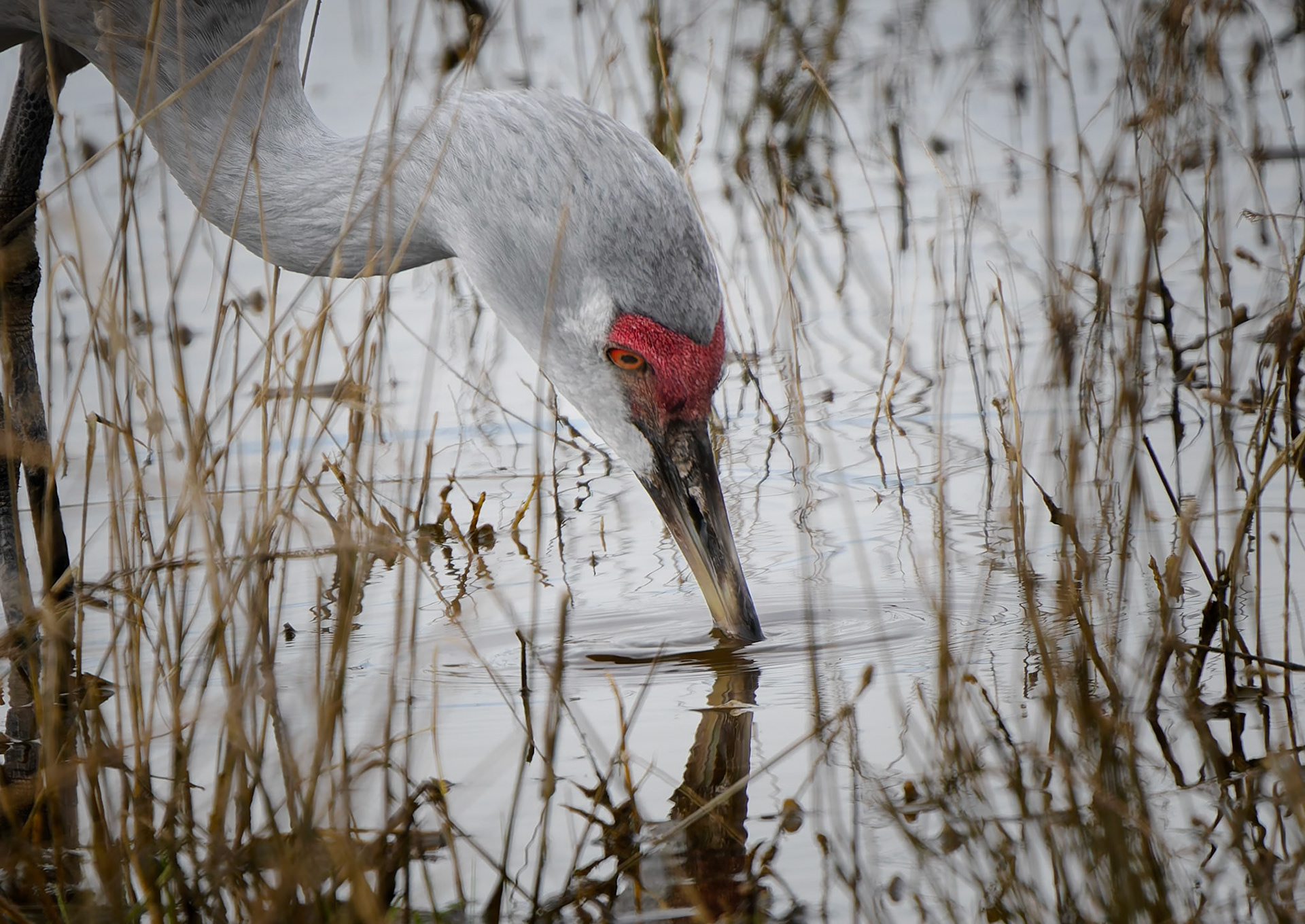 Sandhill Crane
