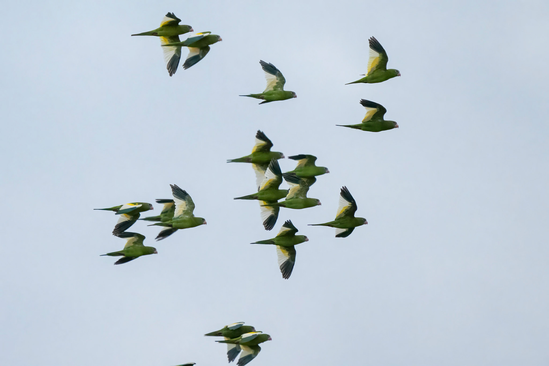 White-winged Parakeet