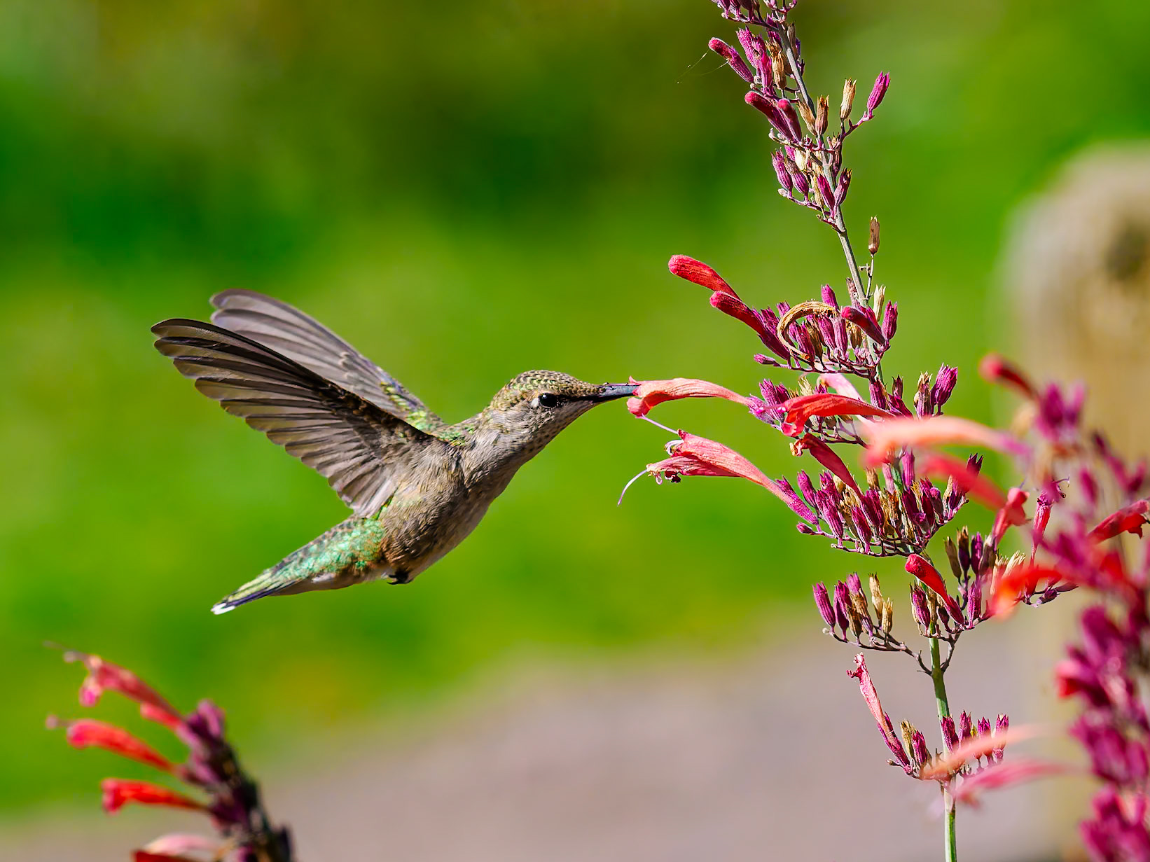 Humming Bird