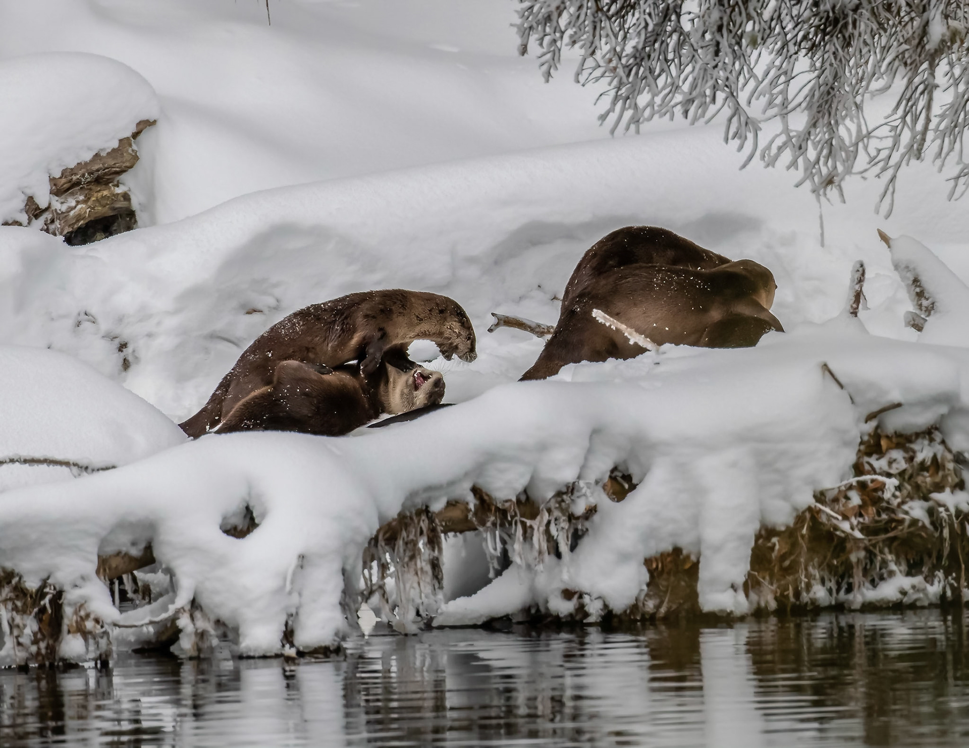 Otters playing near Oxbow Bend