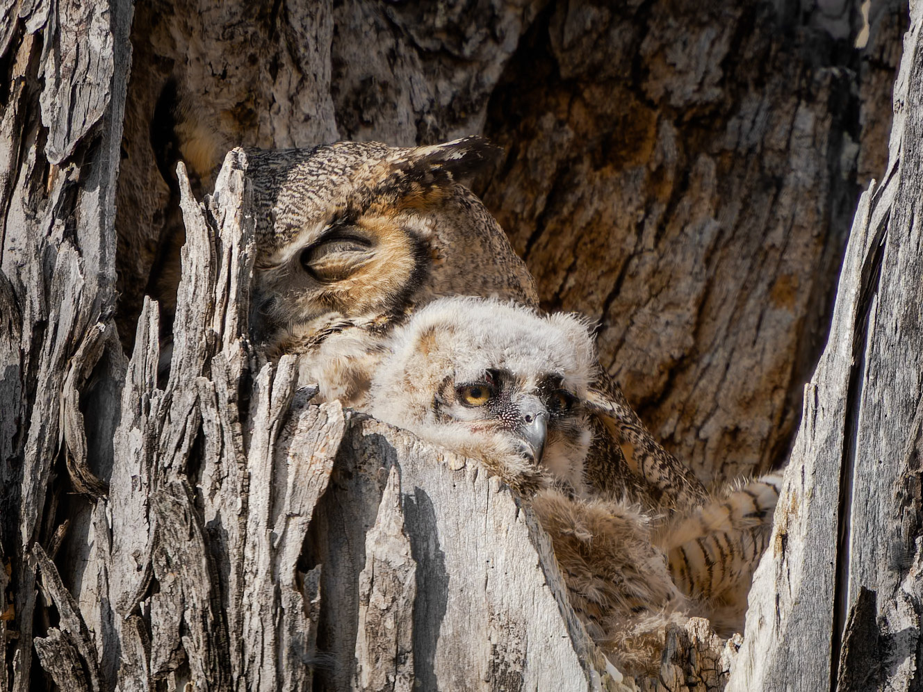 Great Horned Owl and Owlet