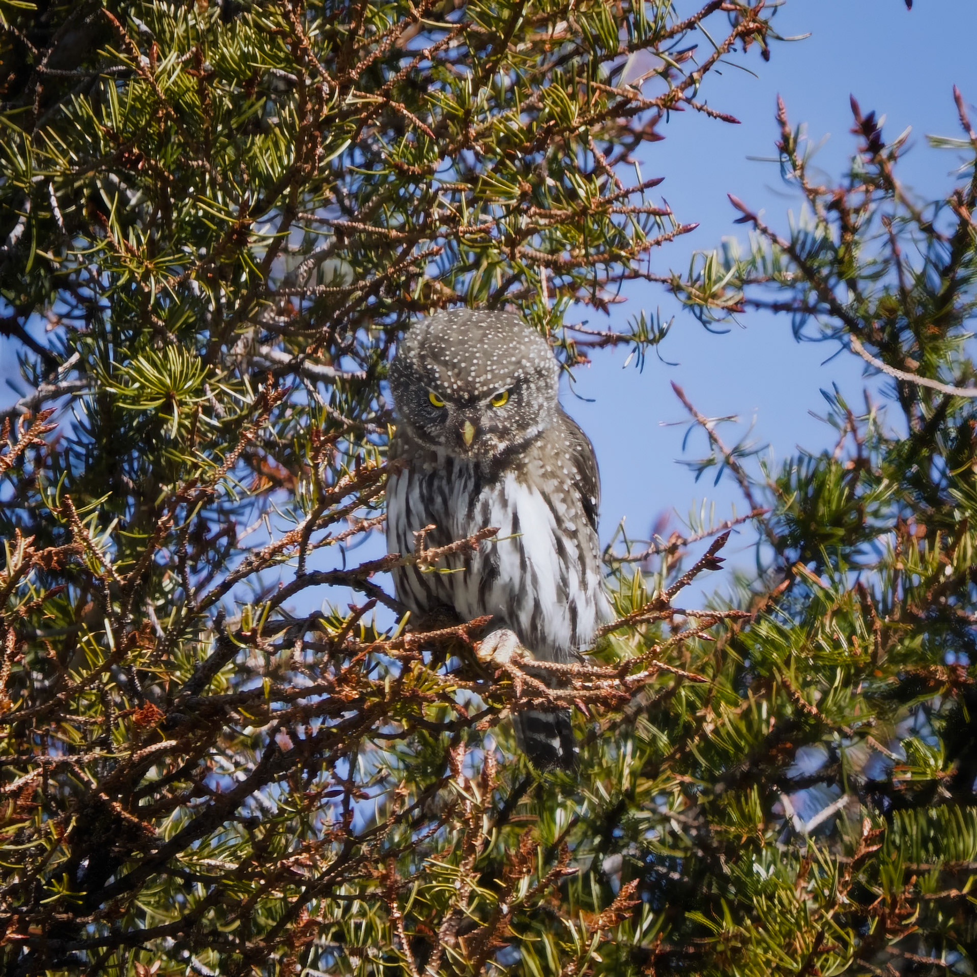 Pygmy Owl