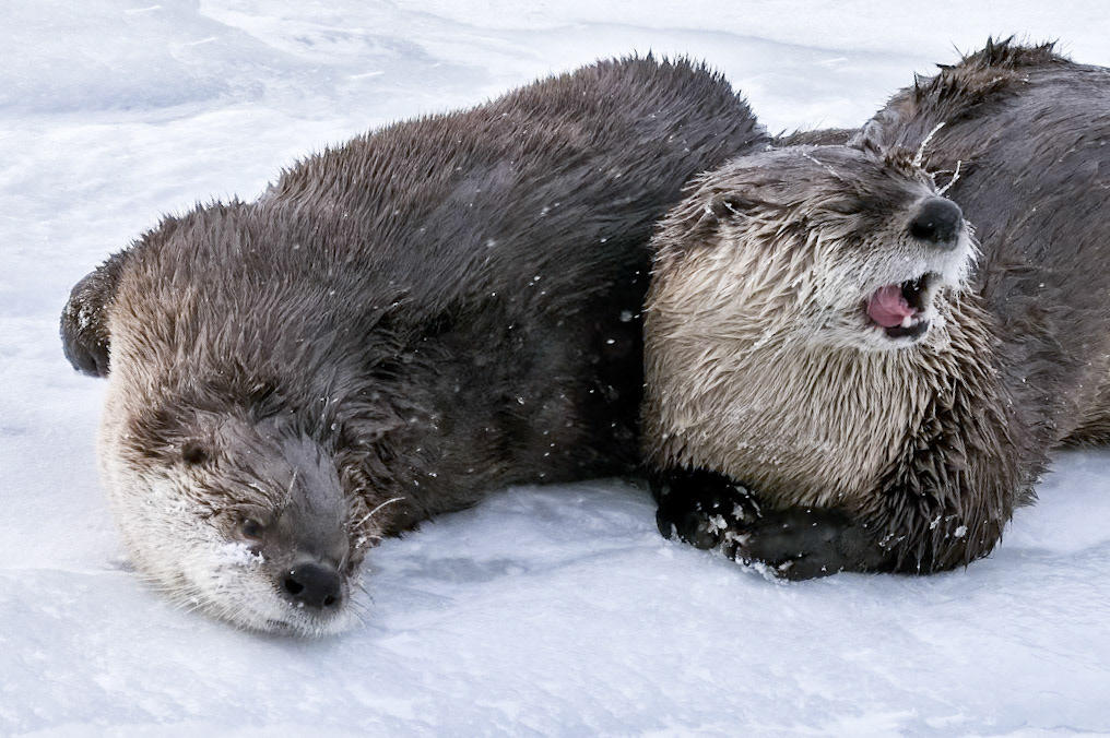 Otters
