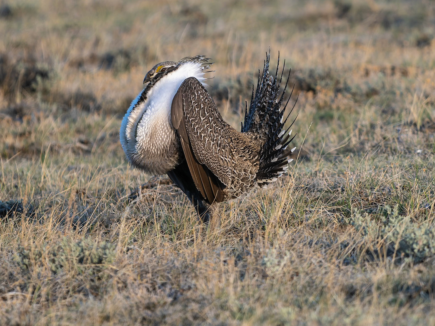 Sage Grouse