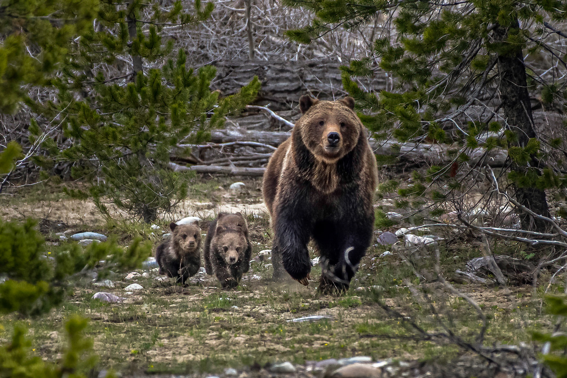 Grizzly Bear 399 and her four cubs