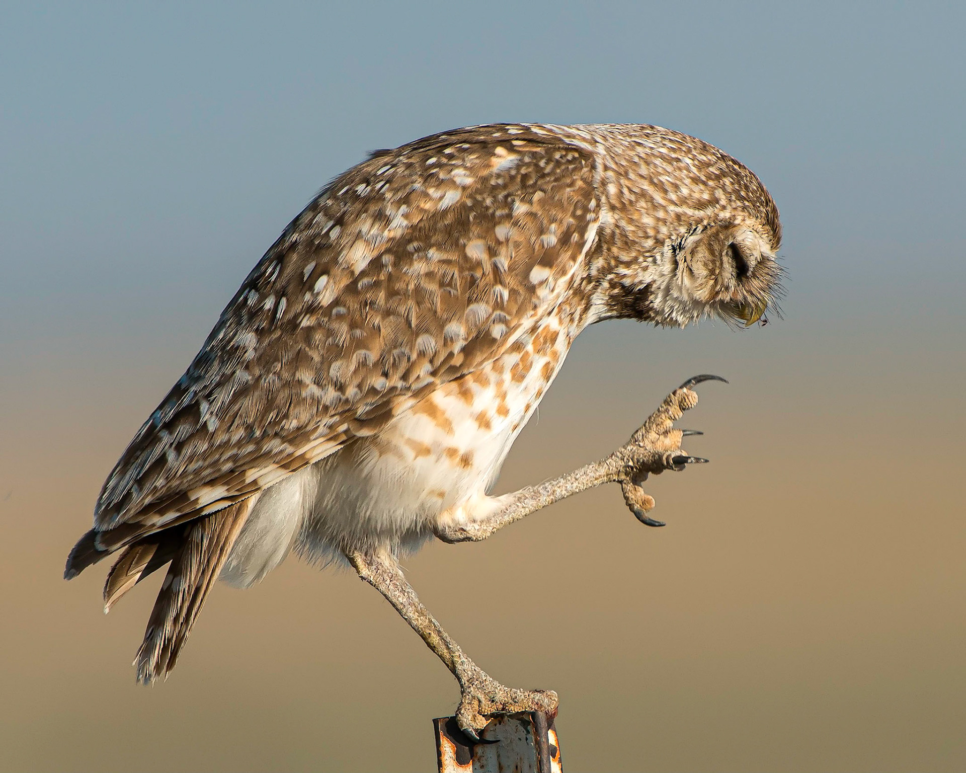 Burrowing Owl