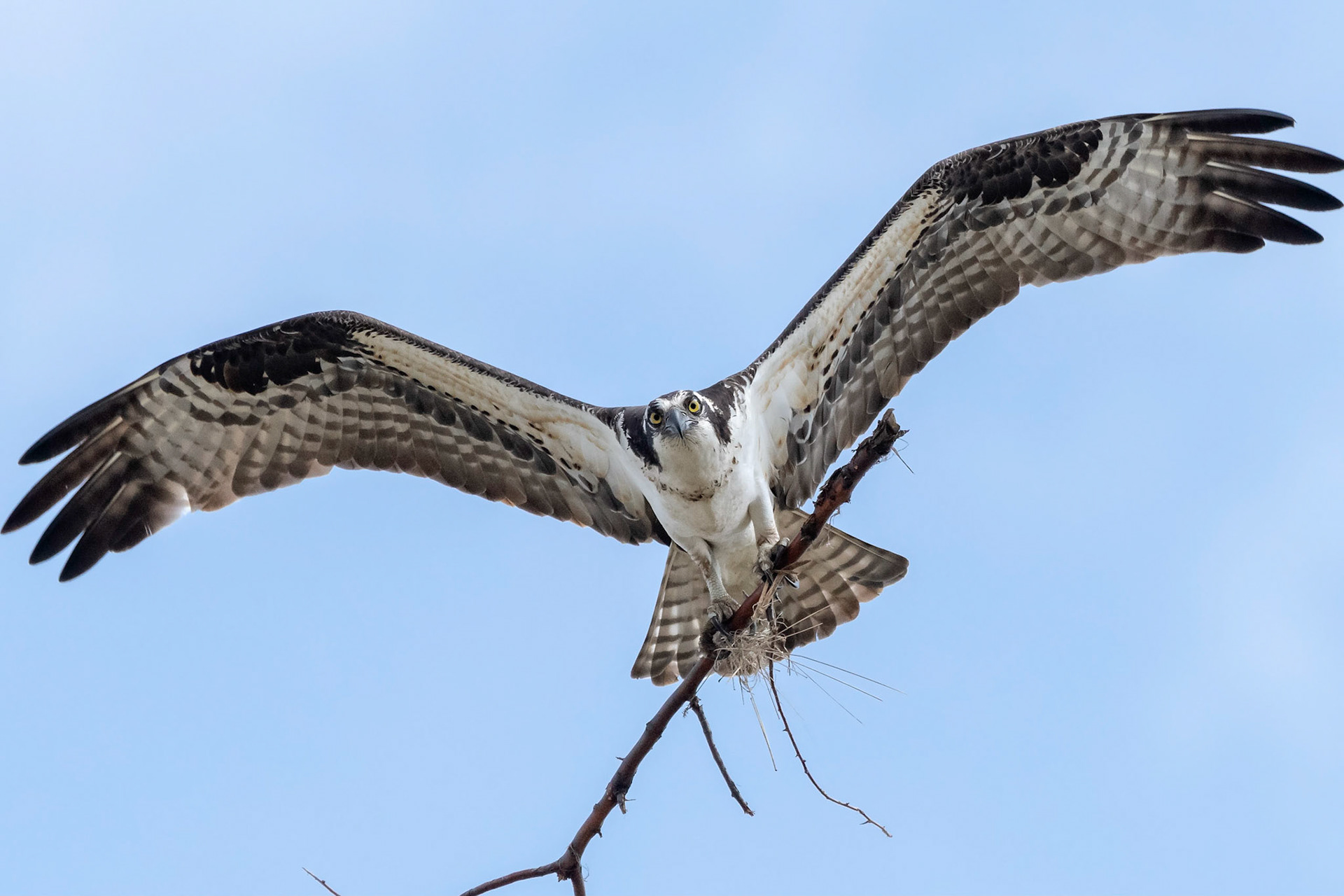 Osprey  #osprey #bird #colorado