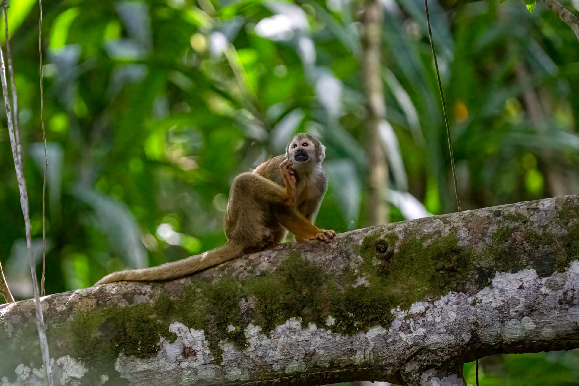 Squirrel Monkey