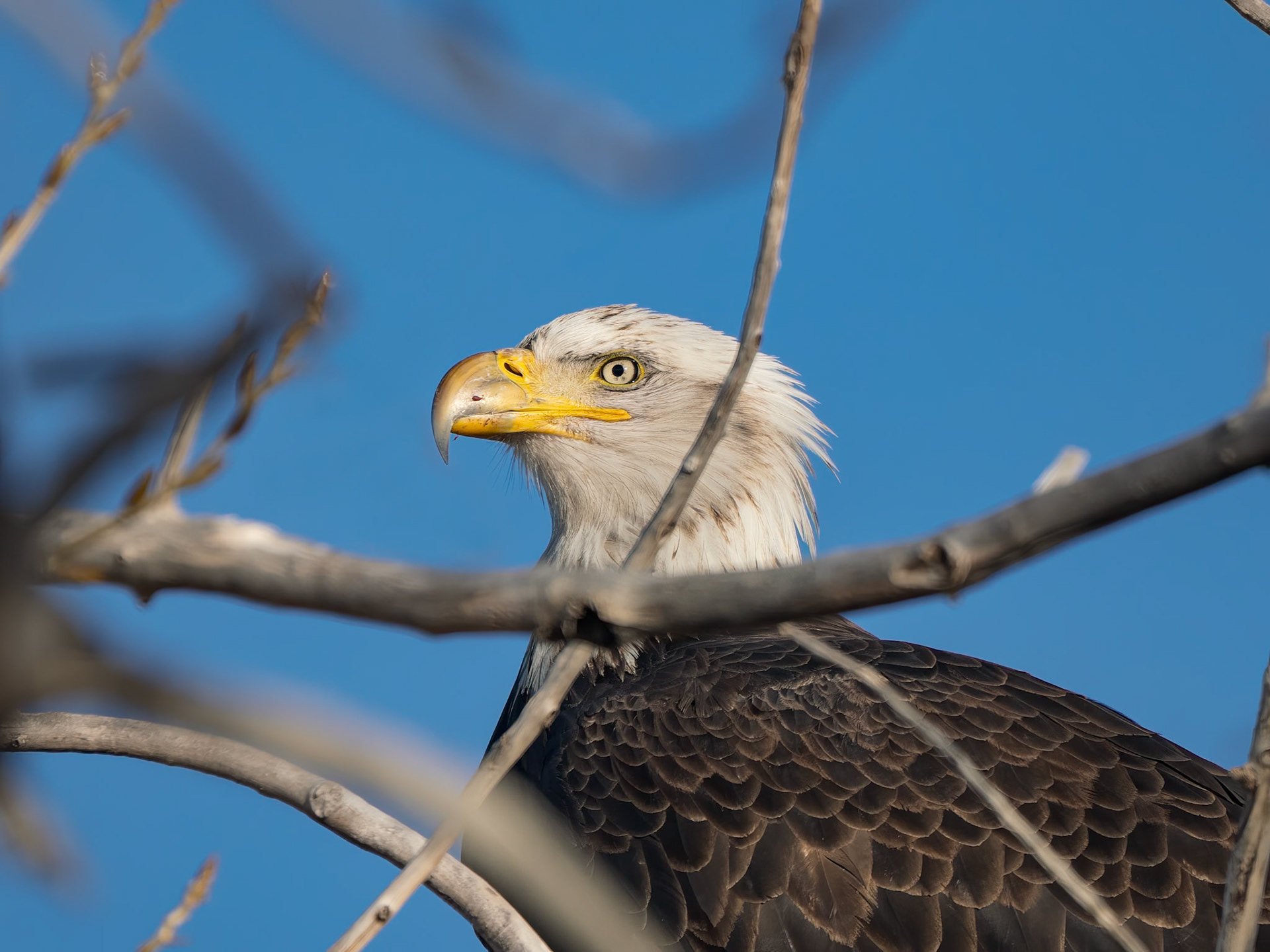 Bald Eagle