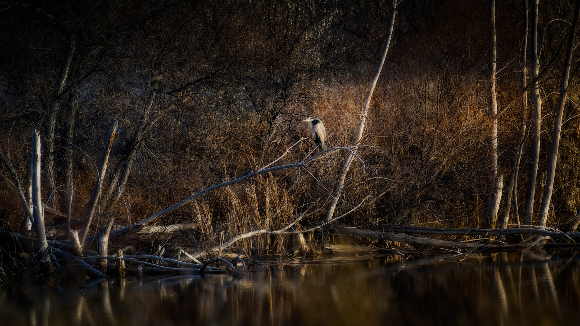 Great Blue Heron