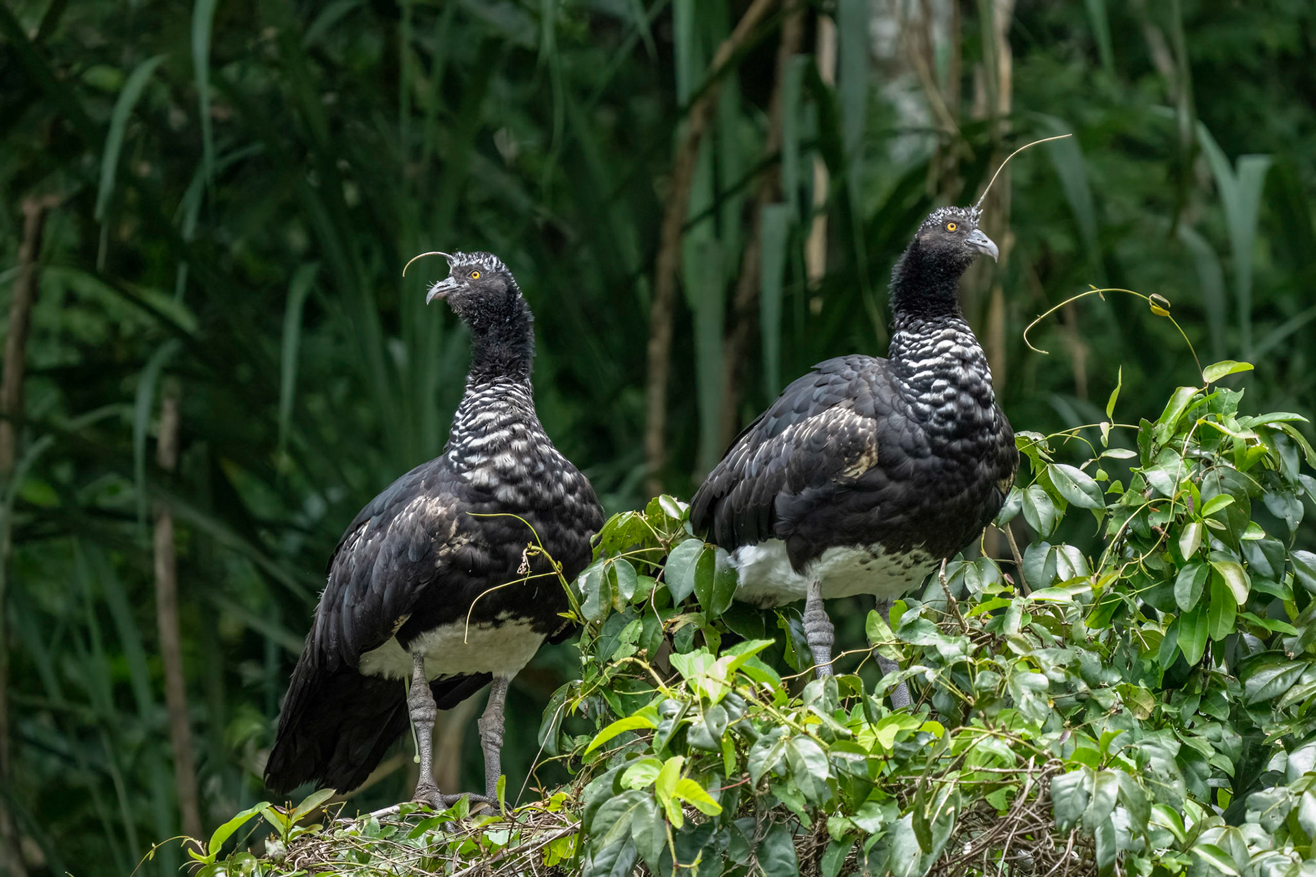Horned Screamers