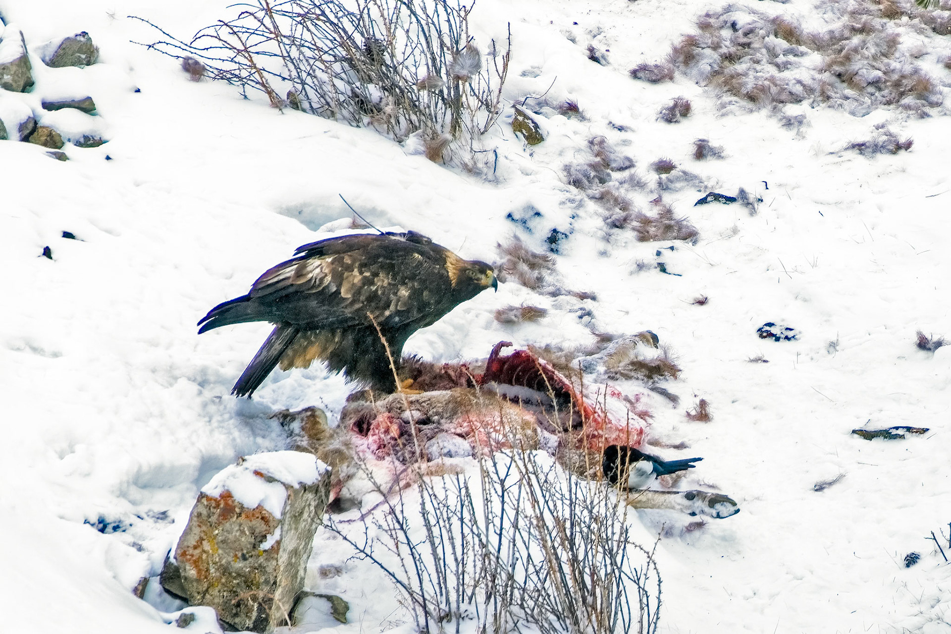 Golden Eagle scavaging on a kill