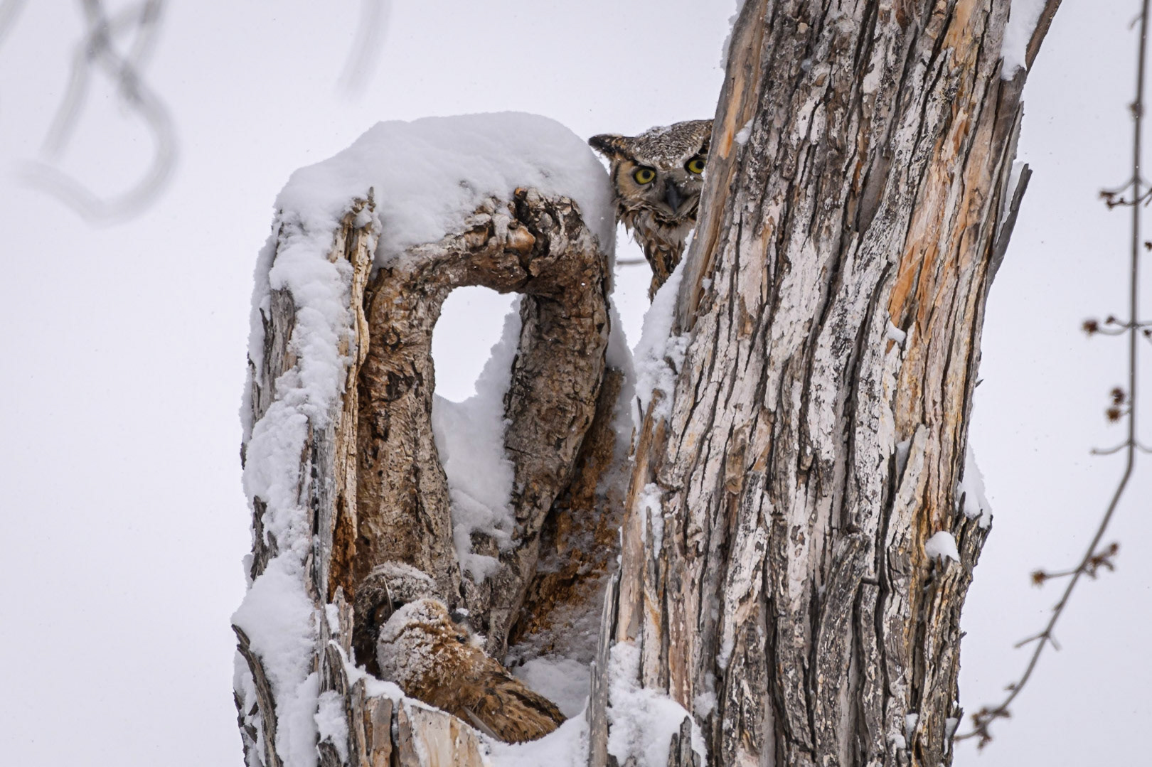 Great Horned Owl