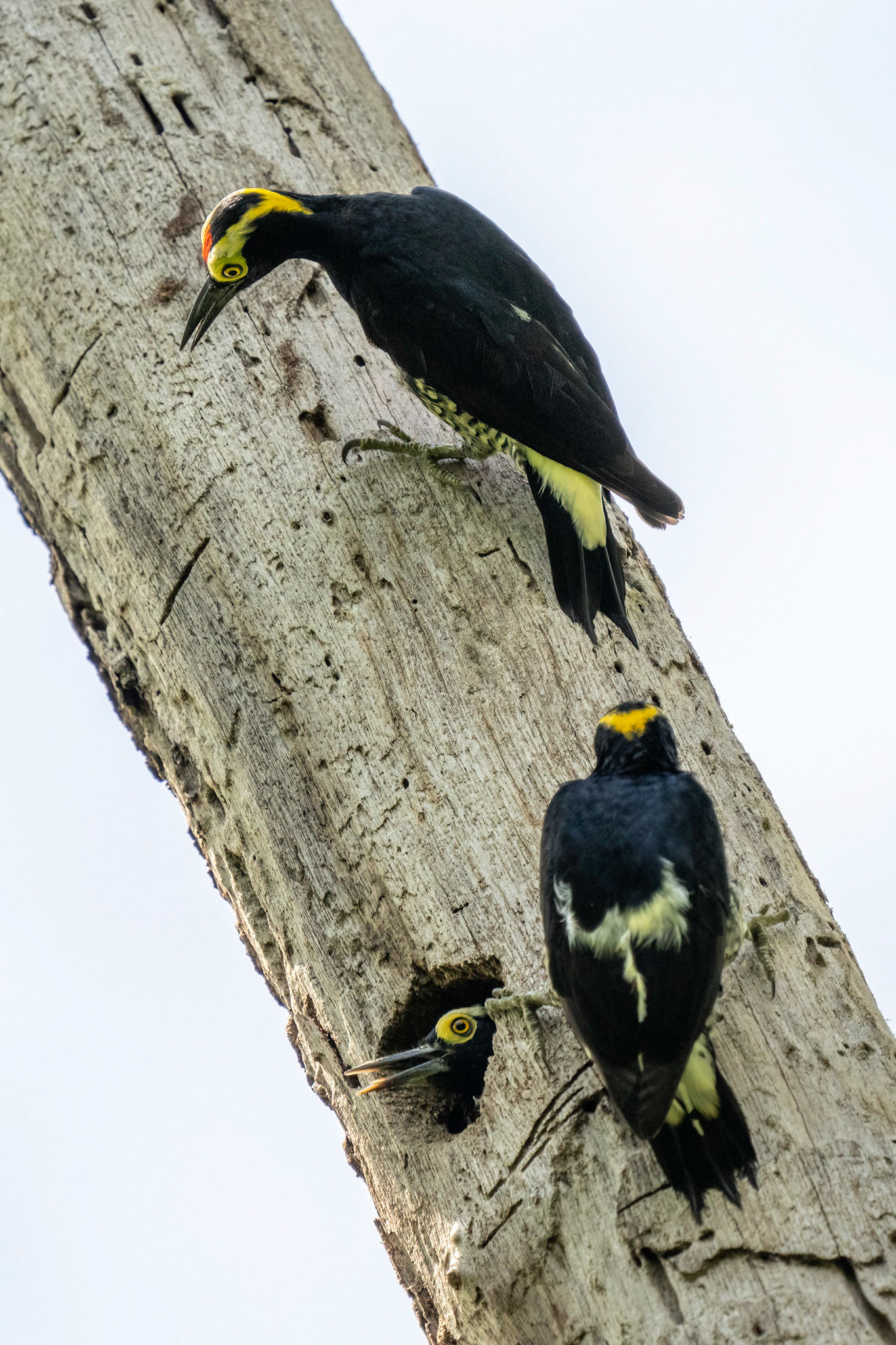 Yellow-tufted Woodpecker 