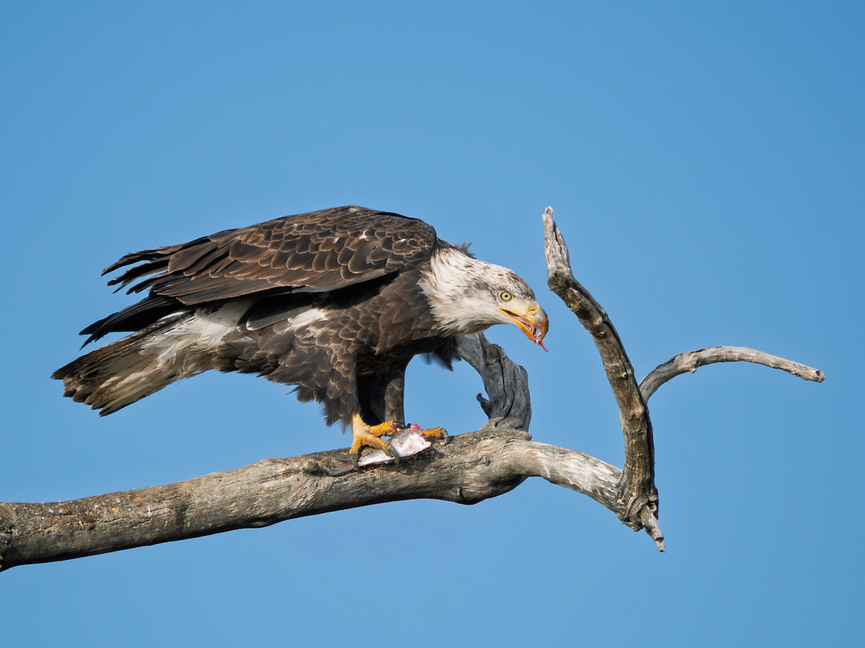 Bald Eagle